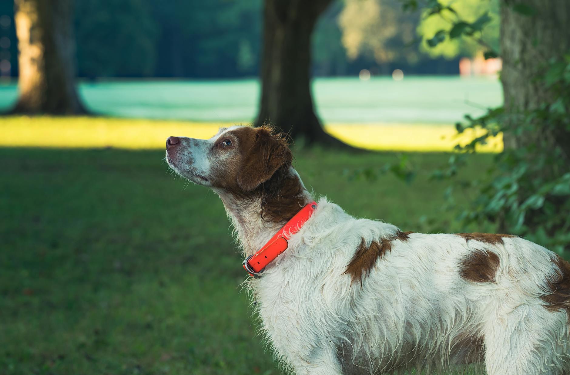 Brittany Spaniel Training Dog Breeds