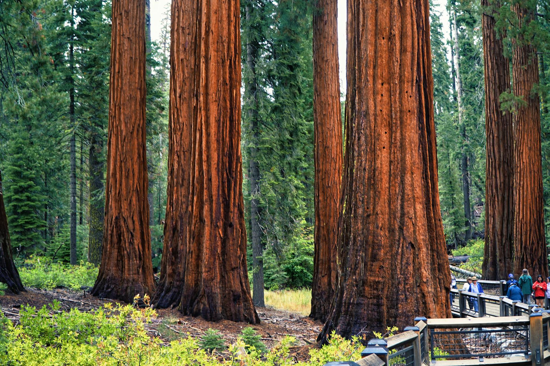 Redwood National Park Hiking Trails Tall Trees Forest