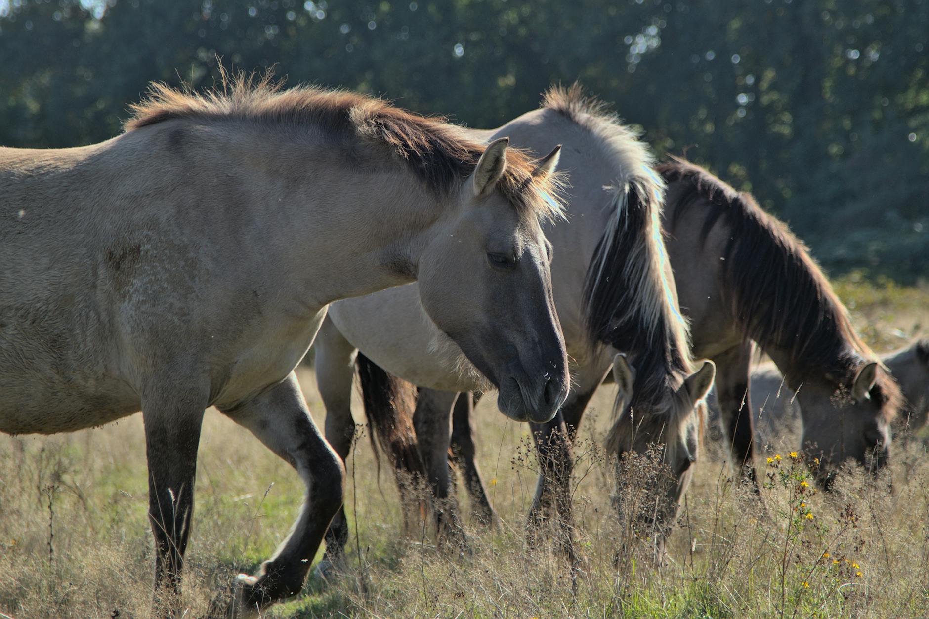 Horses Taste Receptors Forage Selection