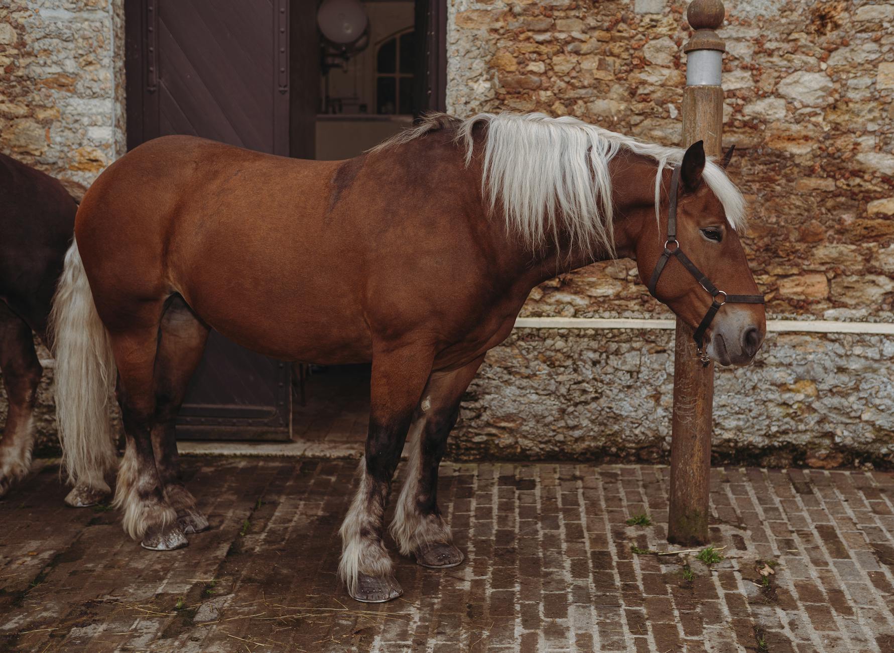 Horses Sleeping Standing Up