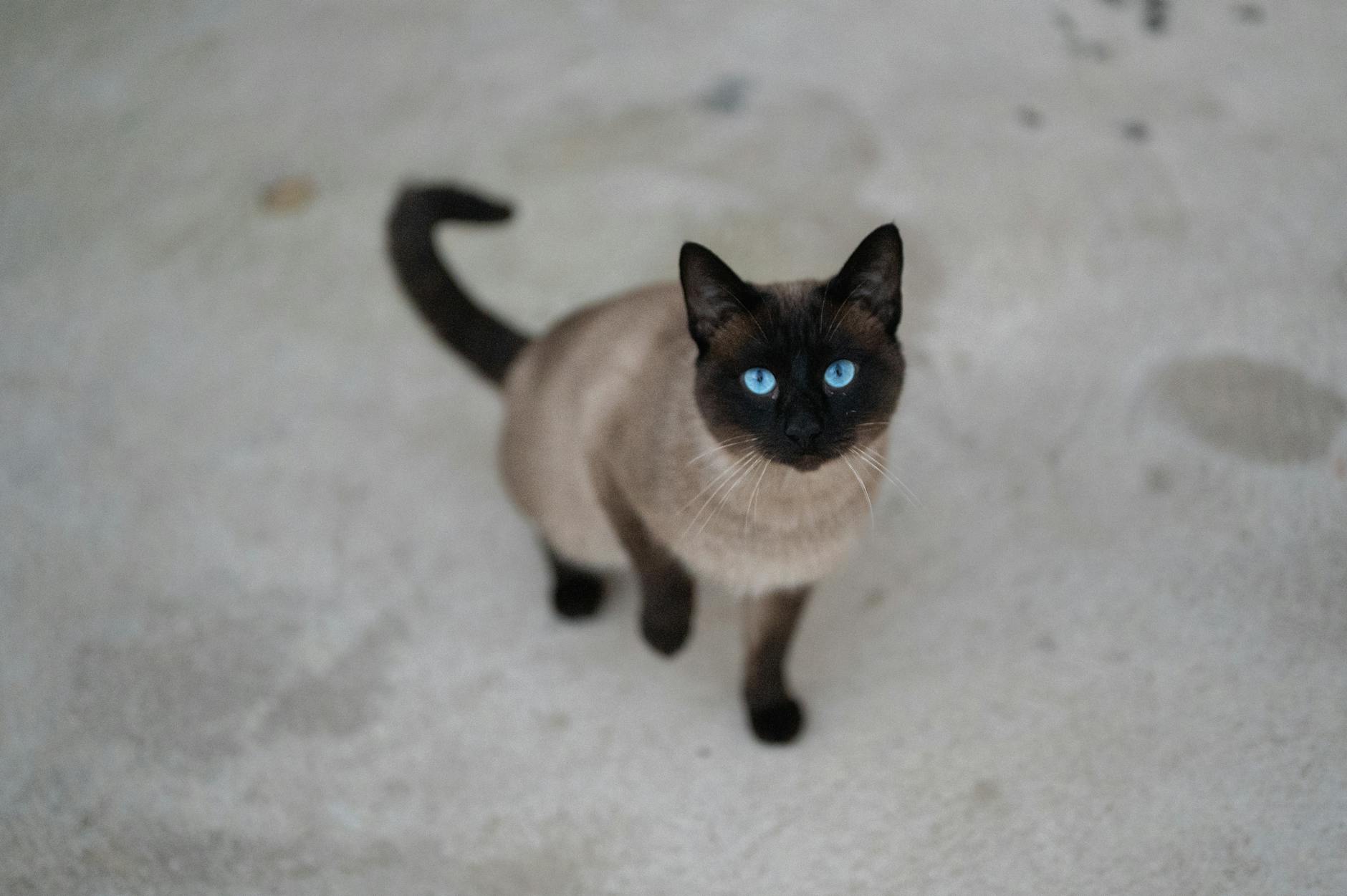 Tonkinese Cat Breed Social Affectionate Playful