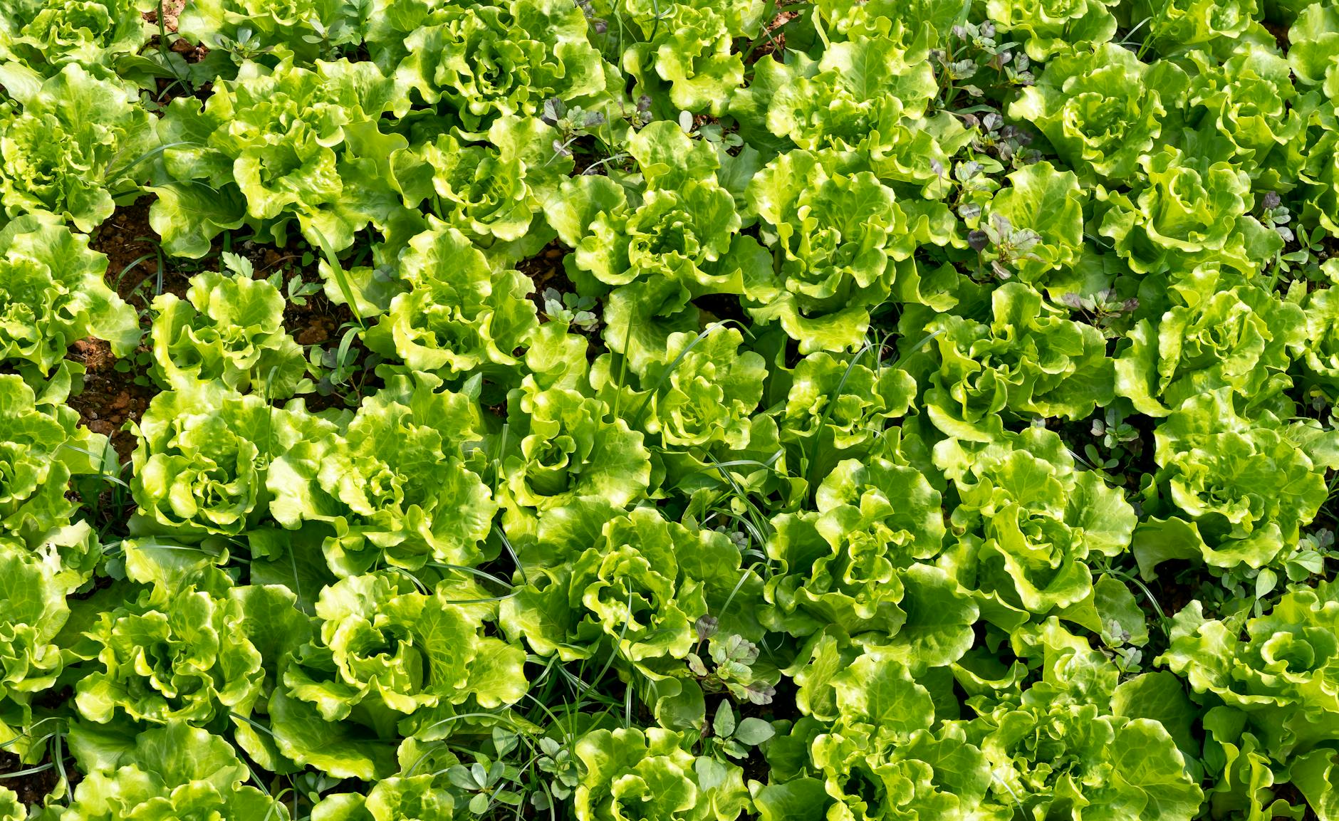 Leaf Lettuce Vegetables