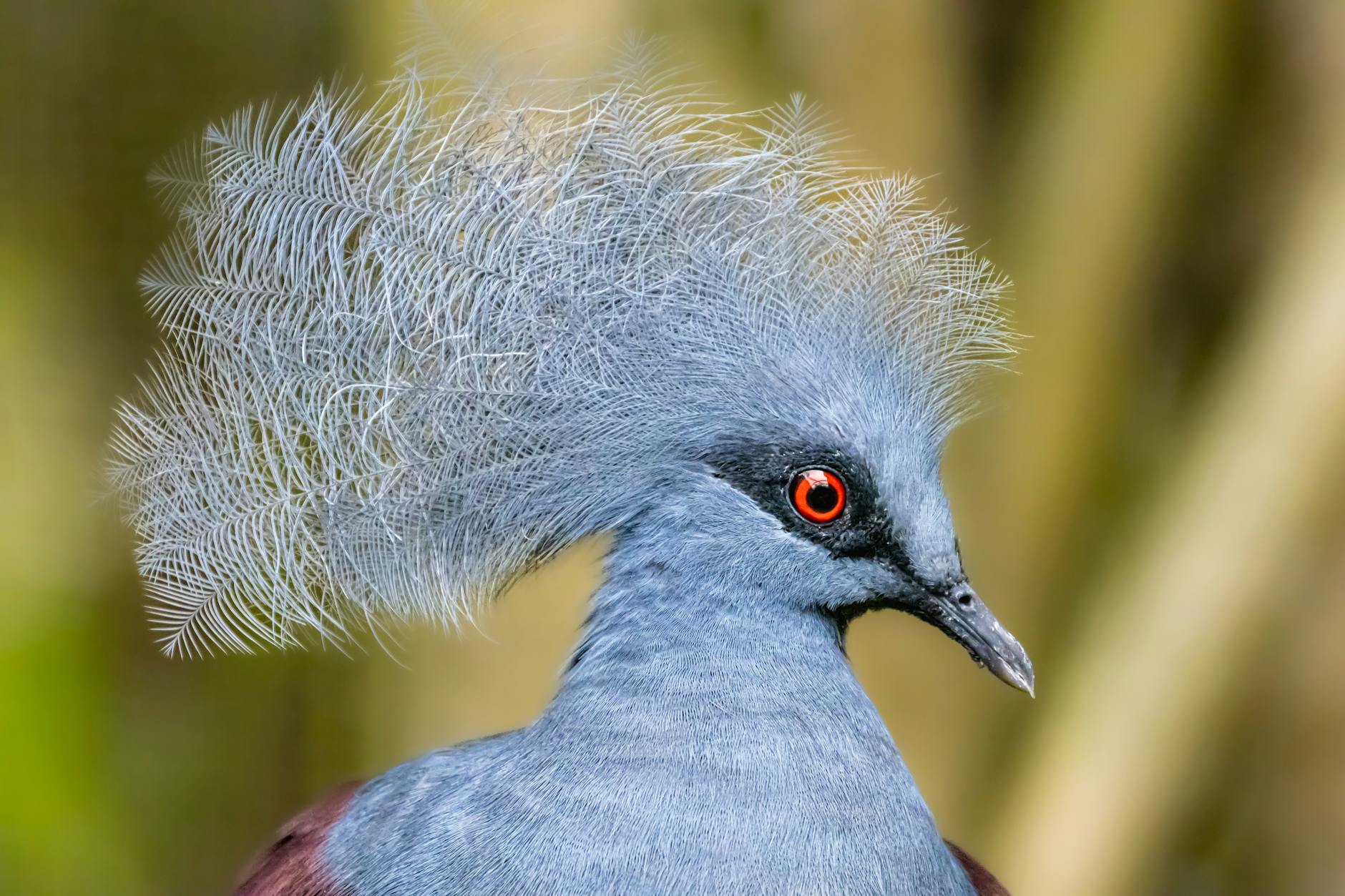 Hooded Pitohui Bird New Guinea