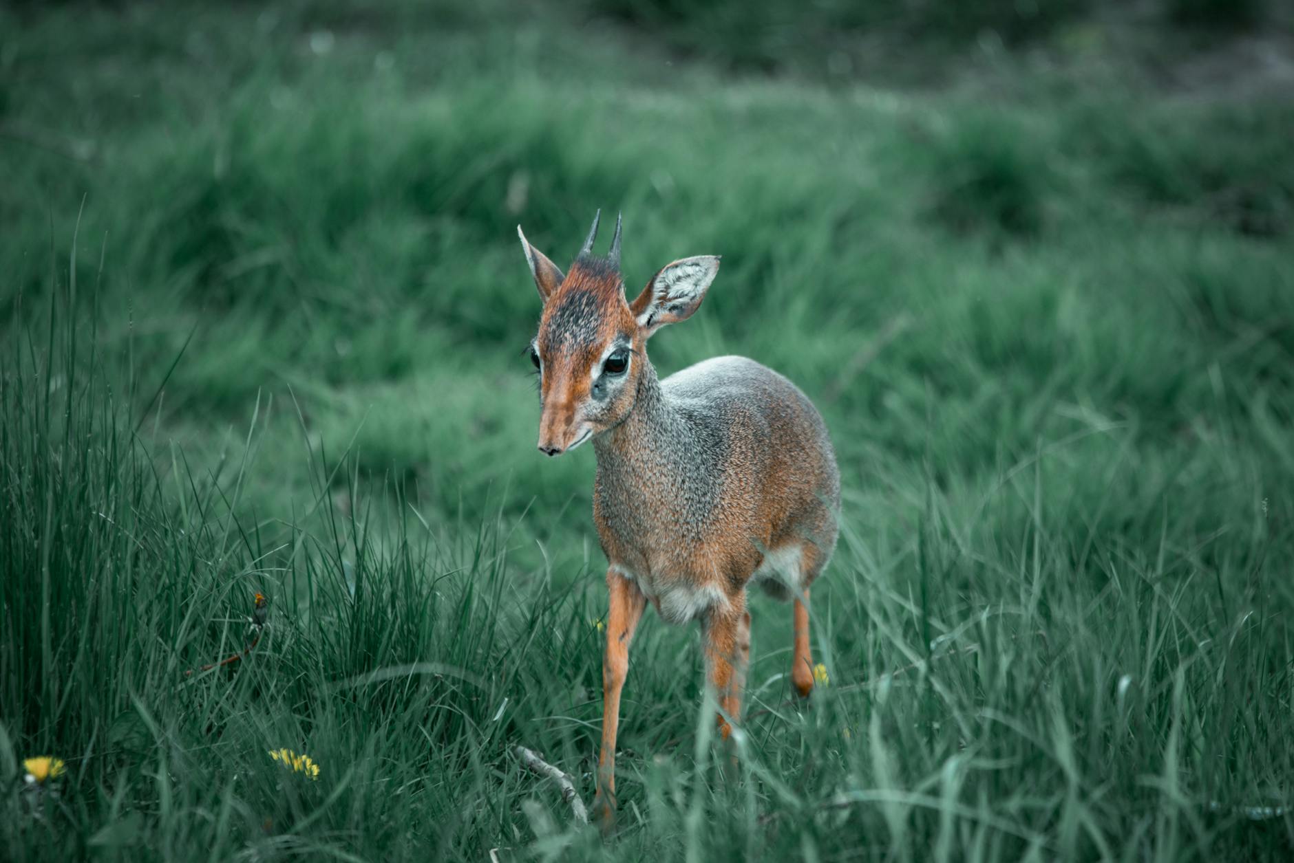 Dik-Dik Antelope Mating Pair
