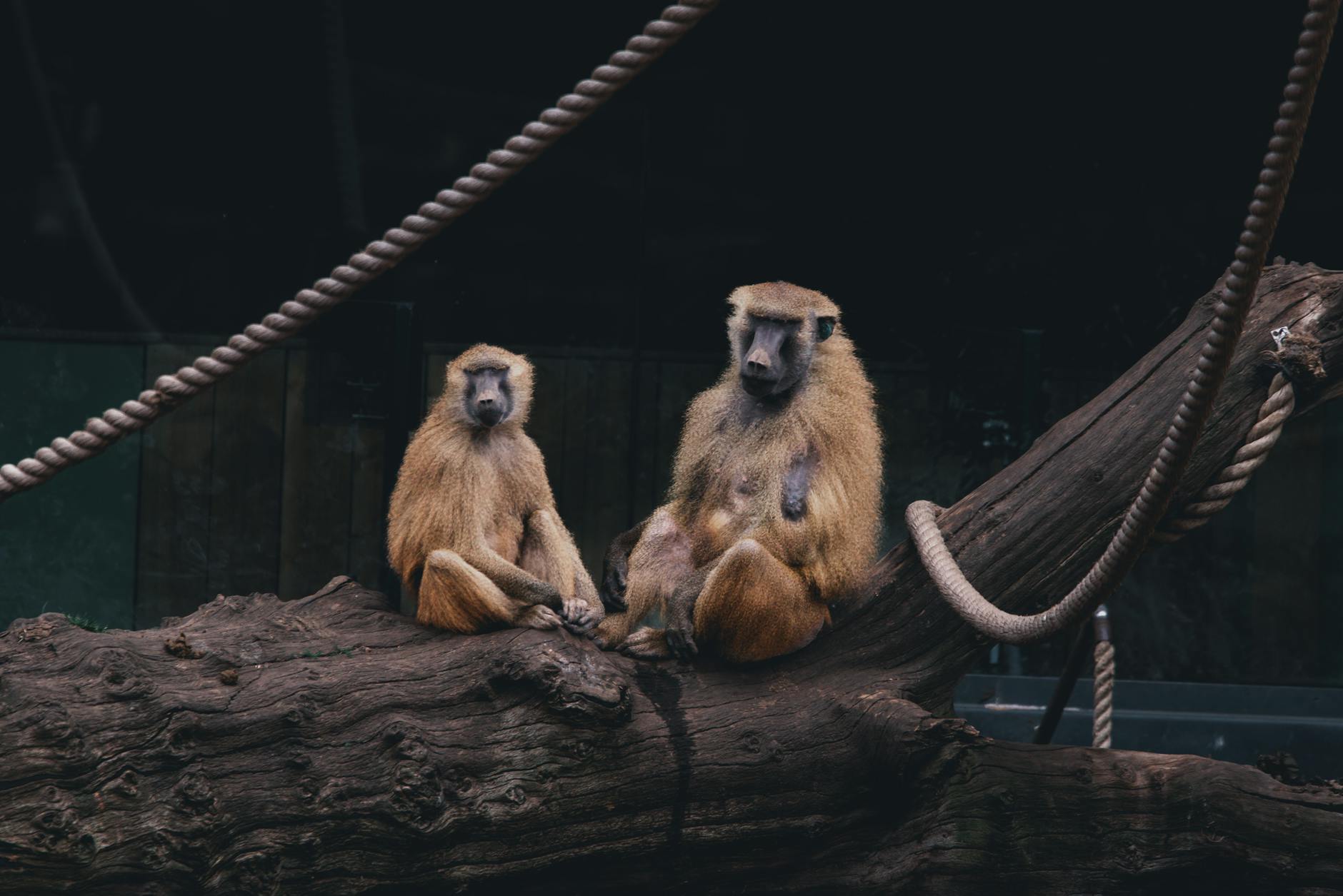 Baboon Social Intelligence Troop Foraging