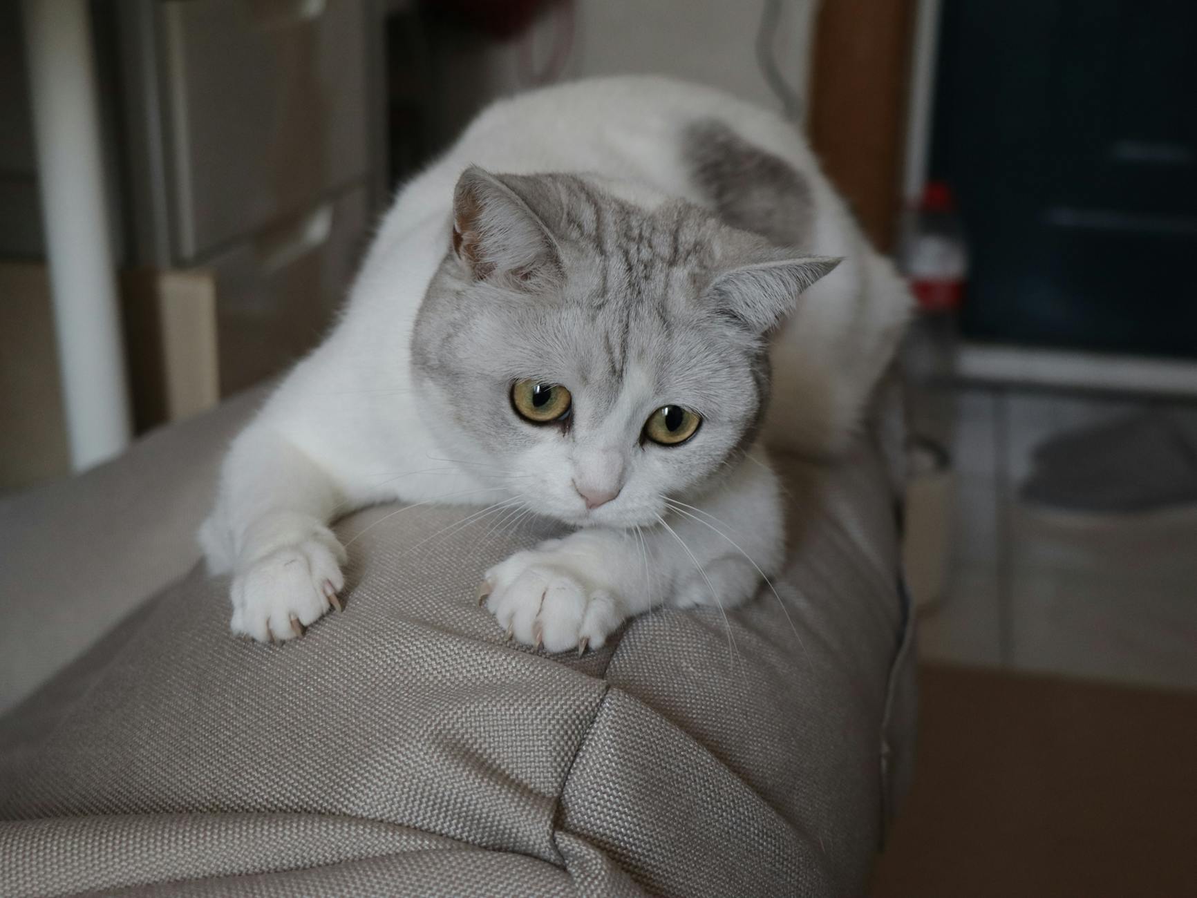 British Shorthair Cat Breed Cute Personality