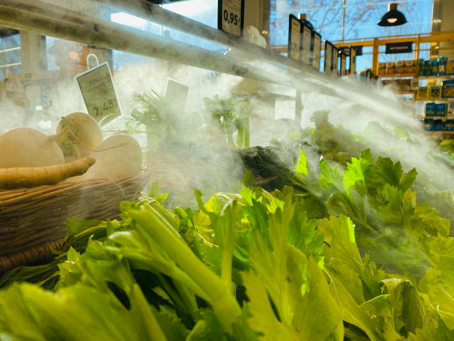 Celery Brain Health Nutrition