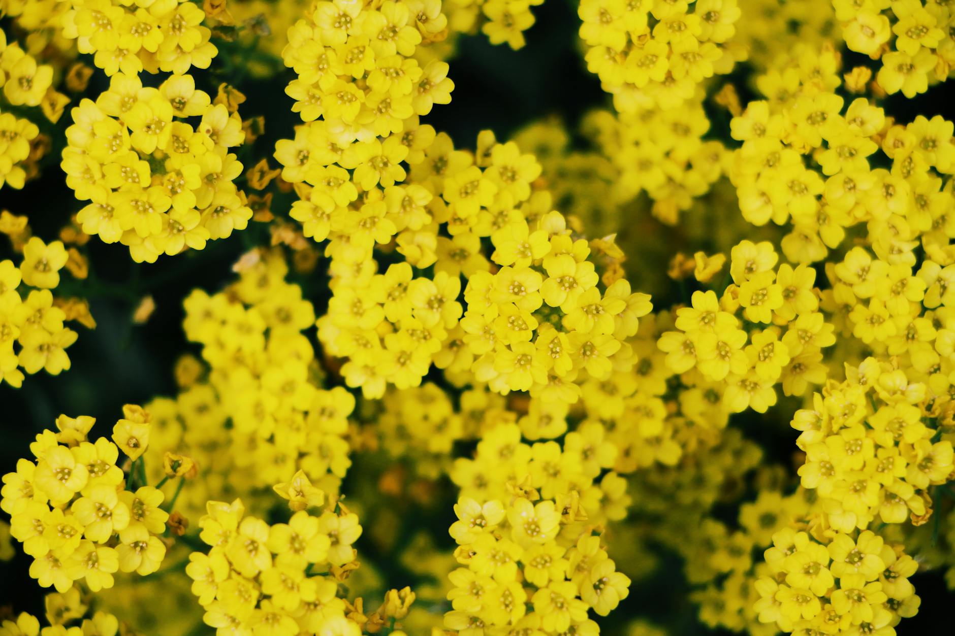 Yellow Flowers