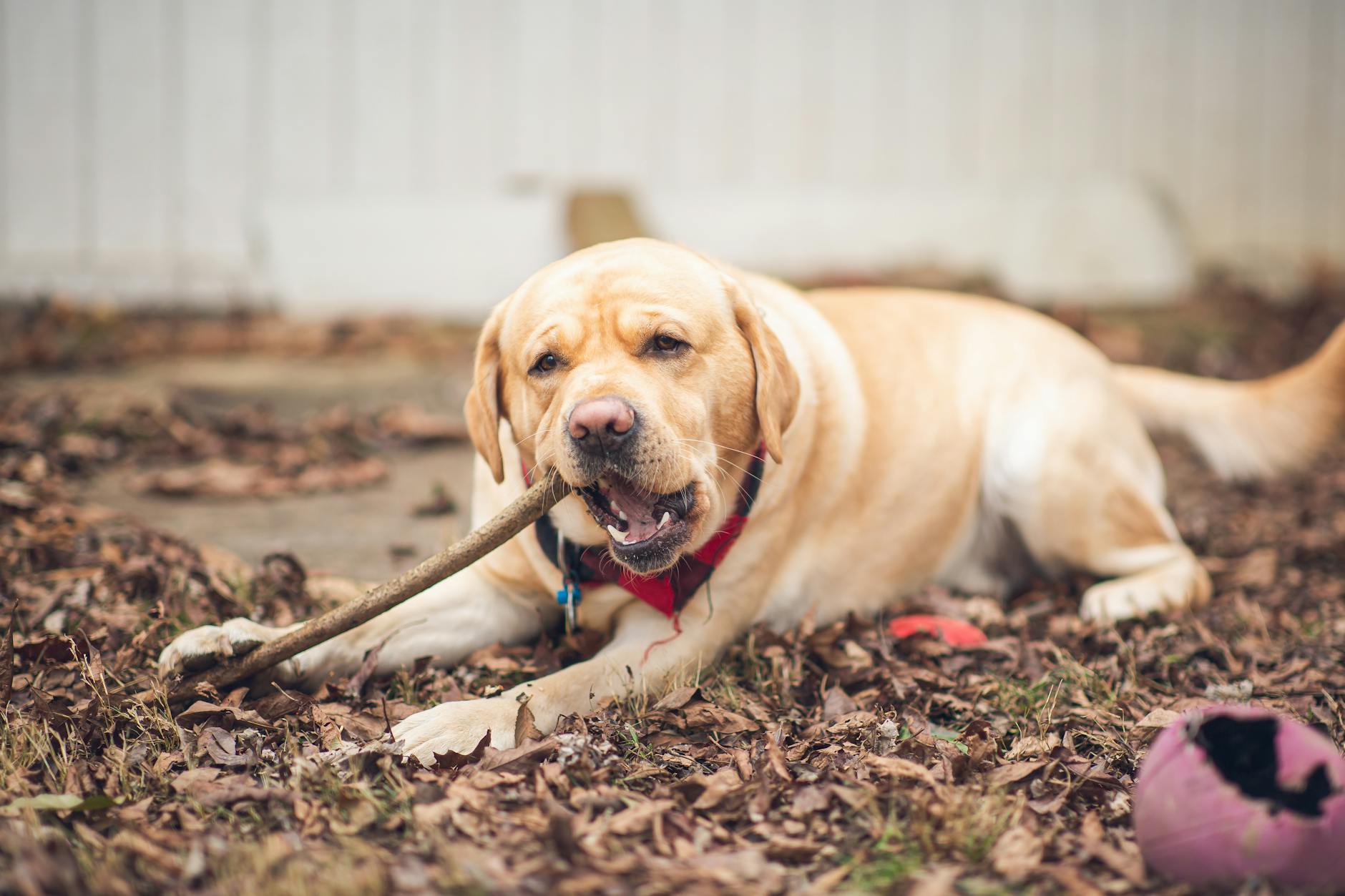 Labrador Retriever Playing With Children In Backyard