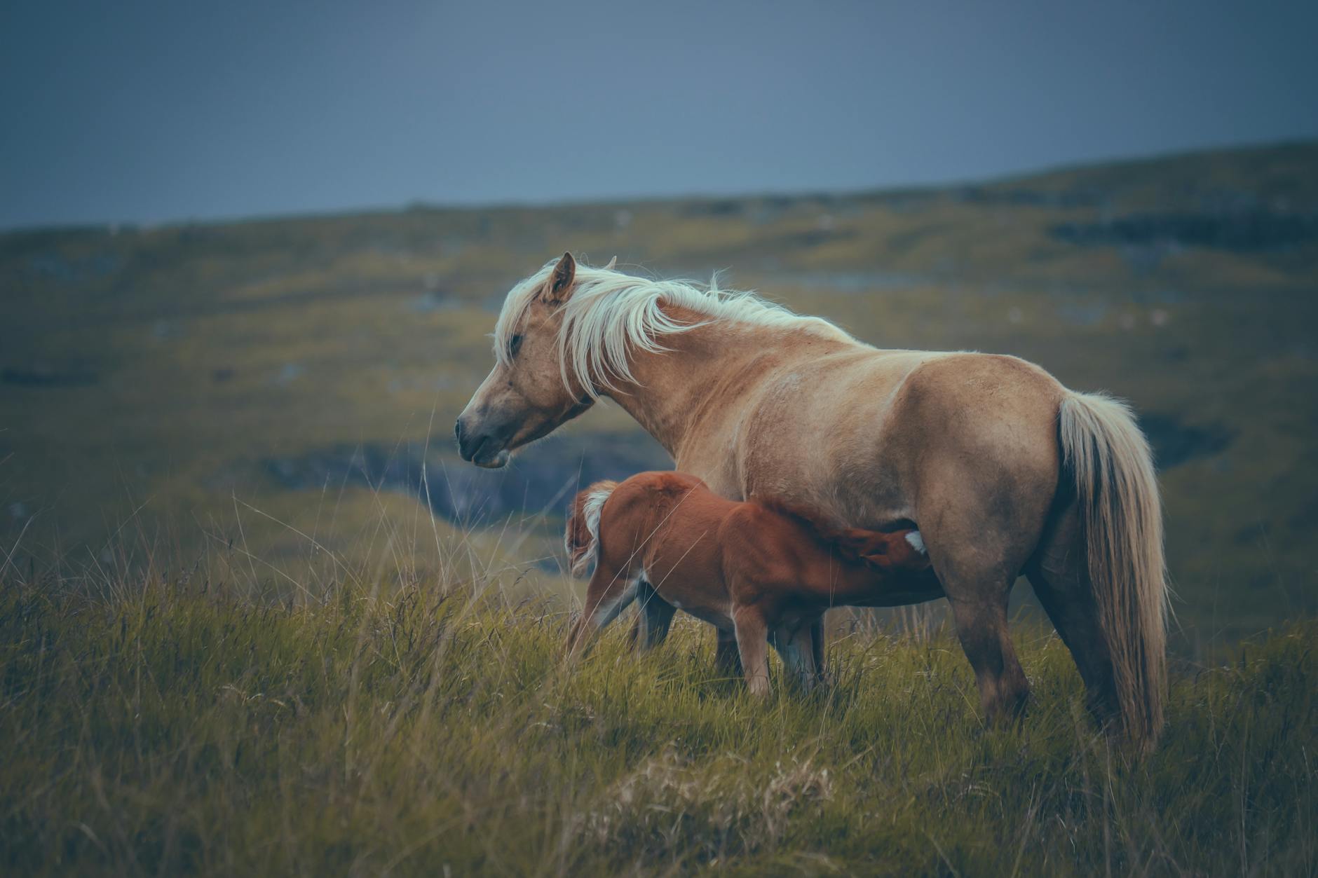 Newborn Foals Standing Running Survival