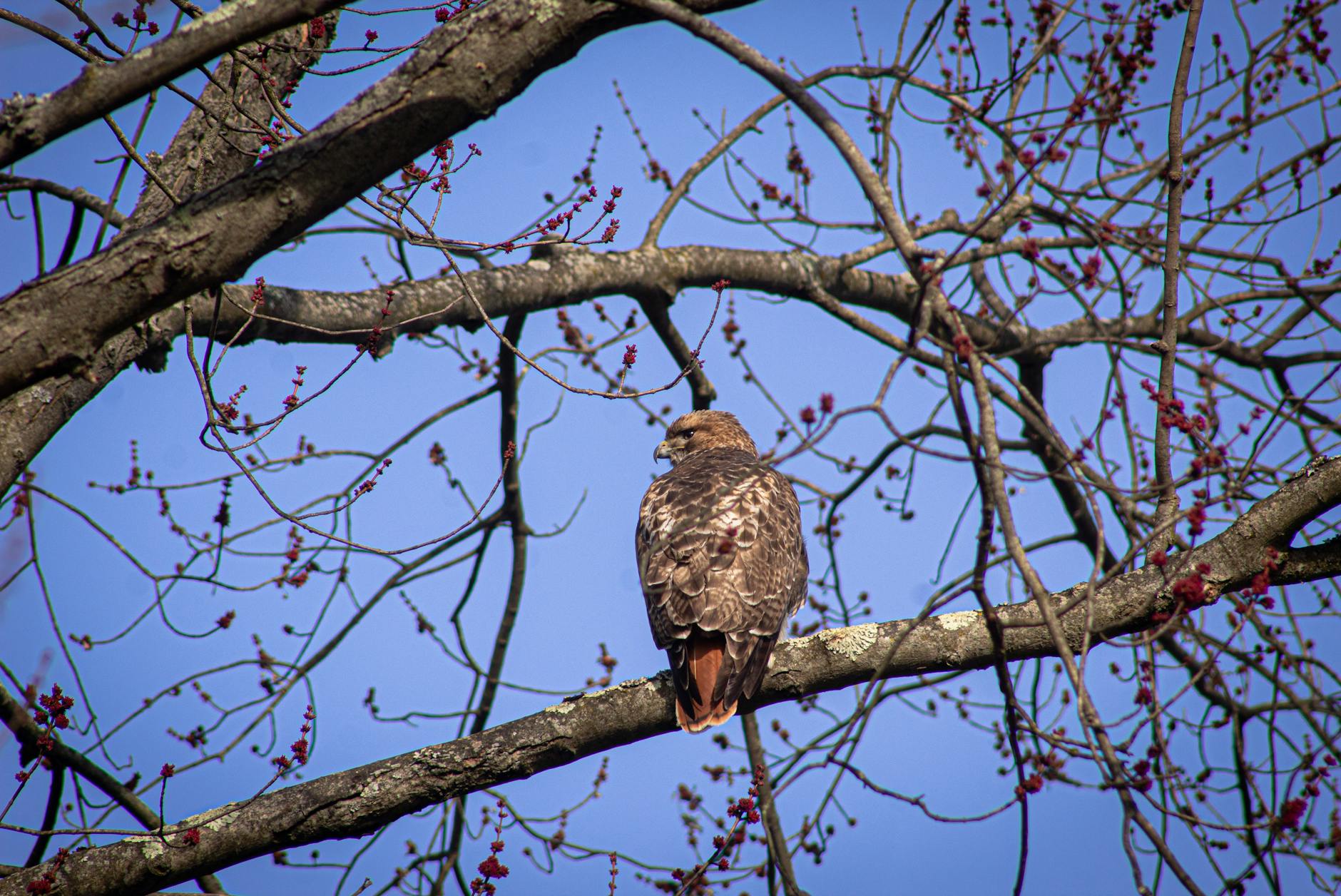 Red-Tailed Hawk Mating Pair Building Nest