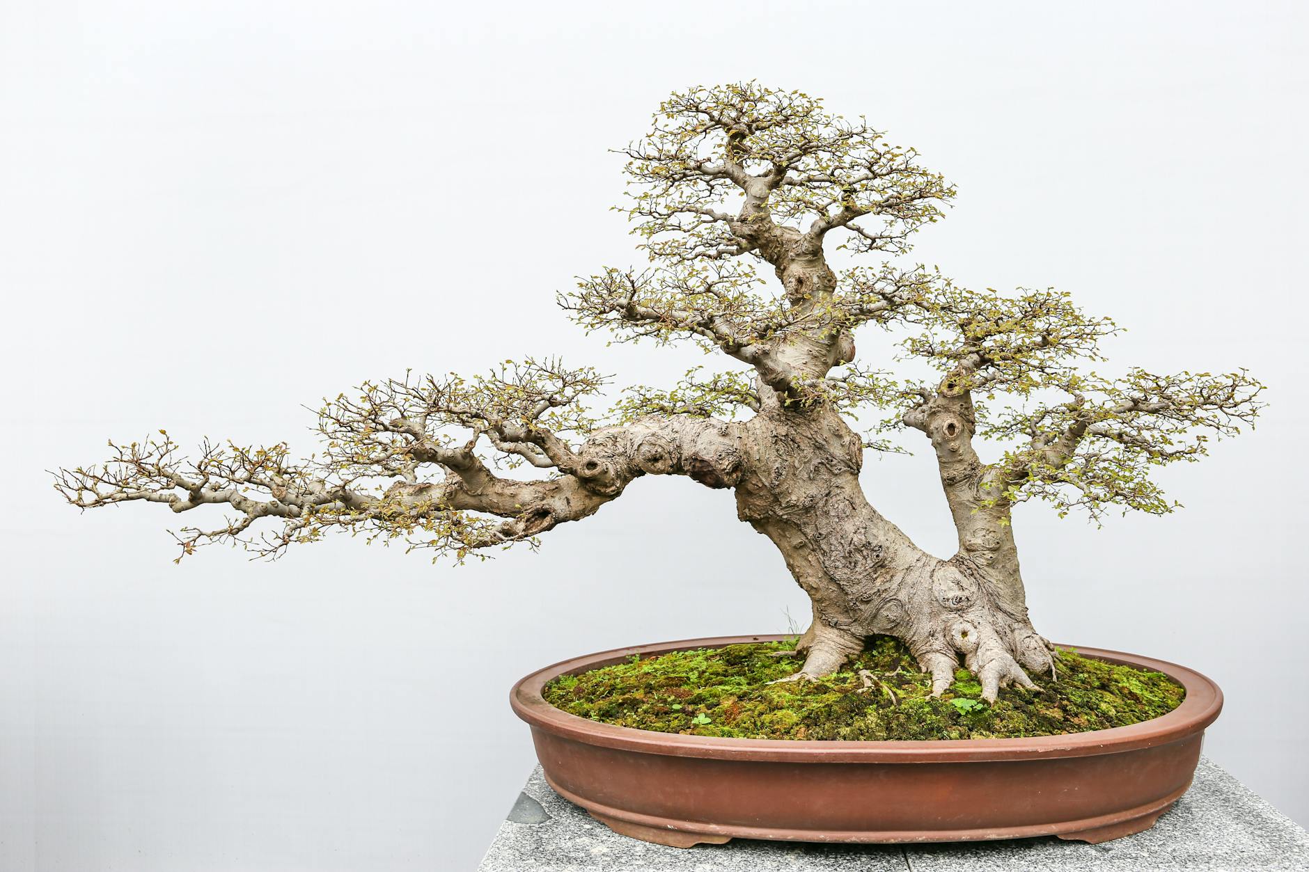 Bonsai Tree Negative Energy Bad Luck