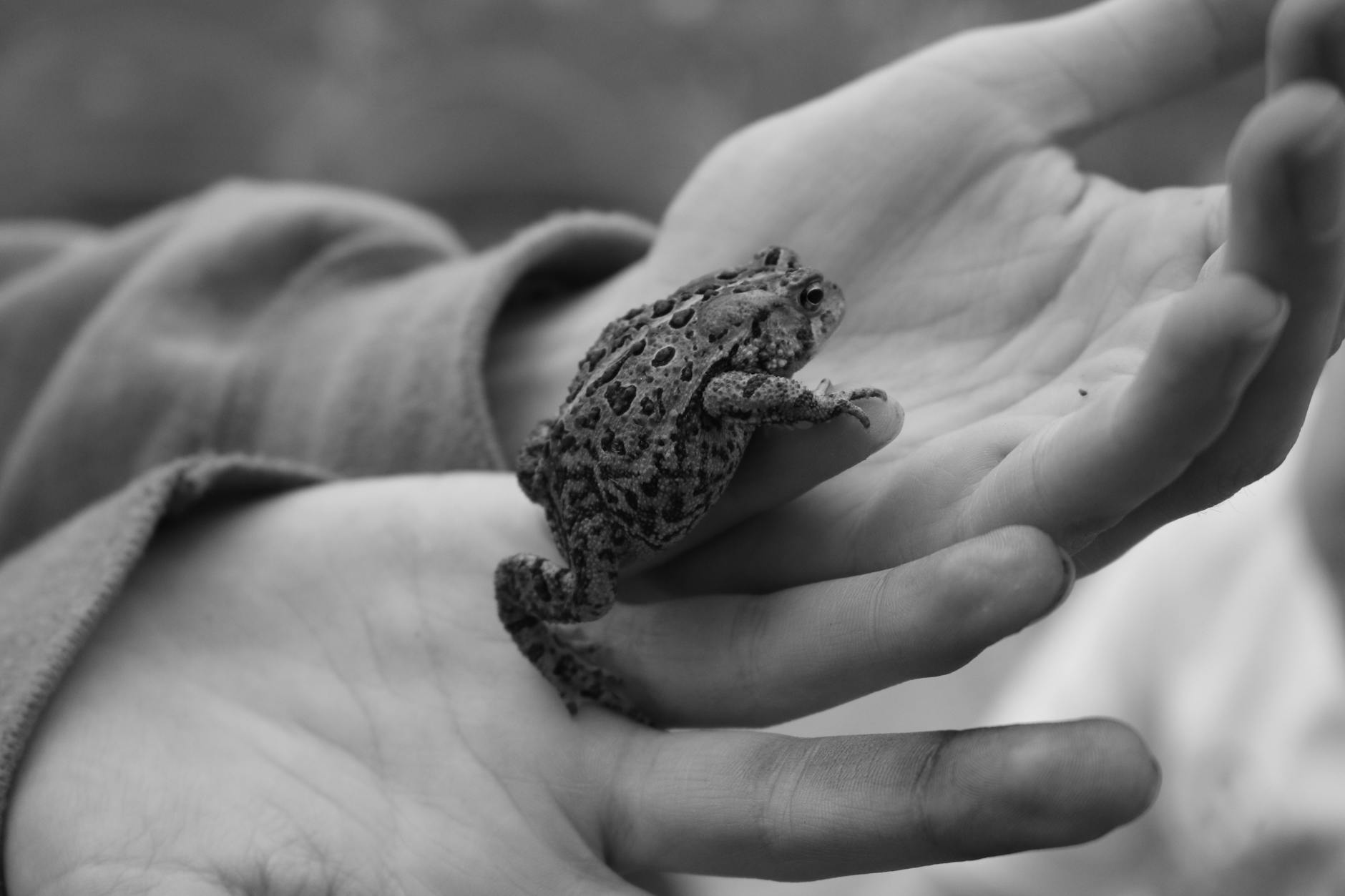 Children Handling Toads Wildlife Education