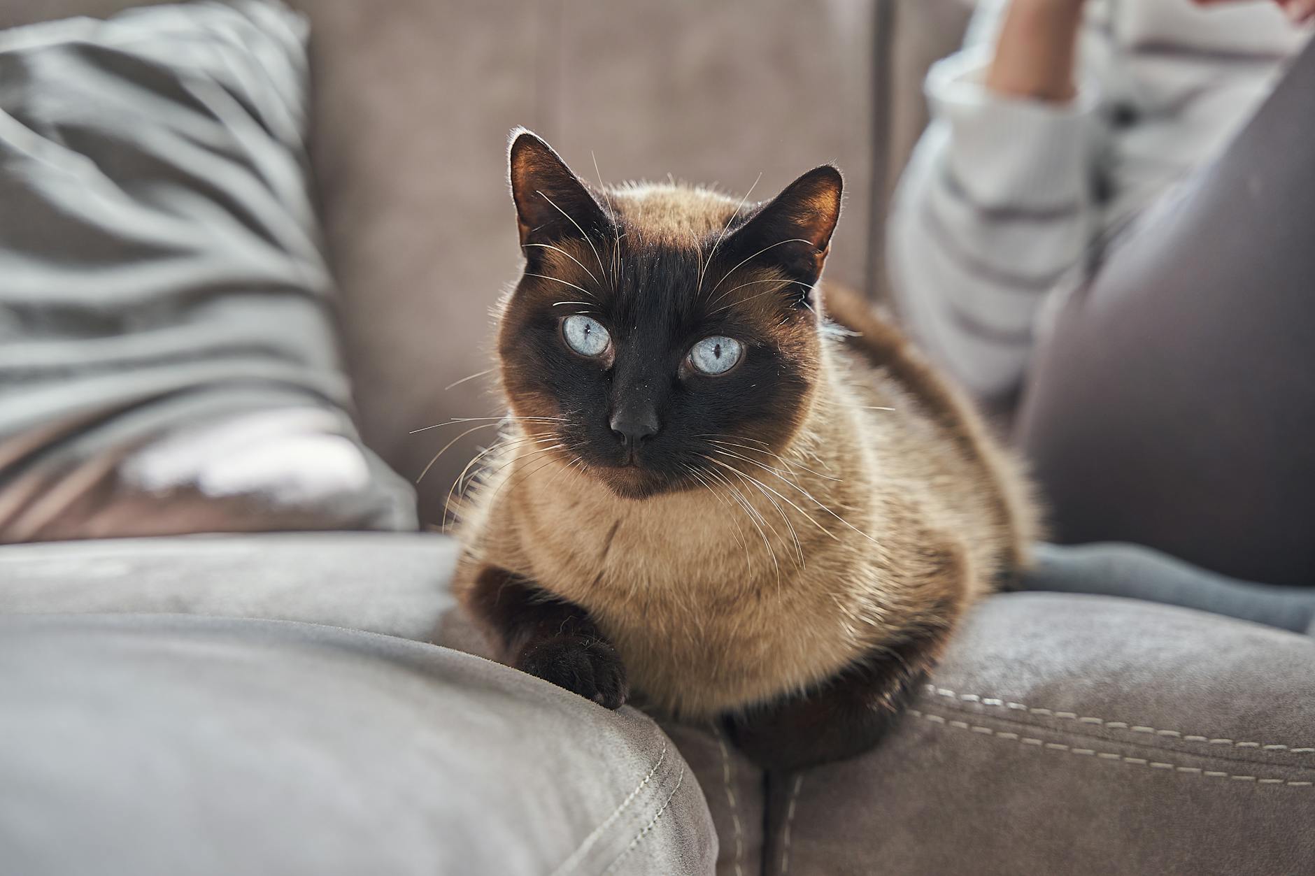 Havana Brown Cat Breed Chocolate Coat Affectionate Playful