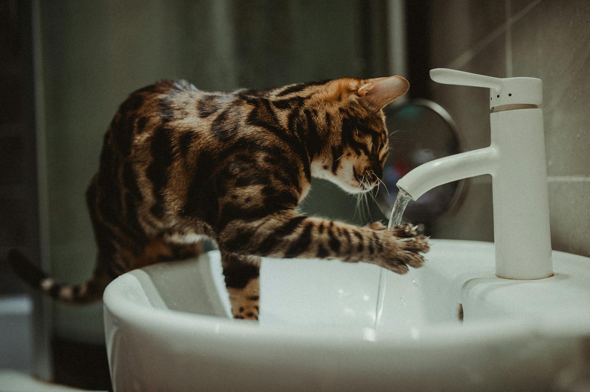 Bengal Cat Playing With Water