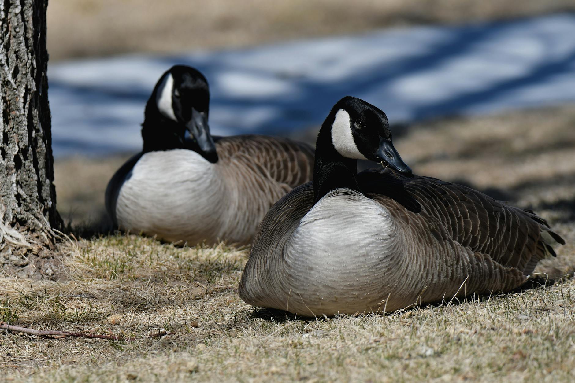 Canada Goose Mating Pair Loyalty
