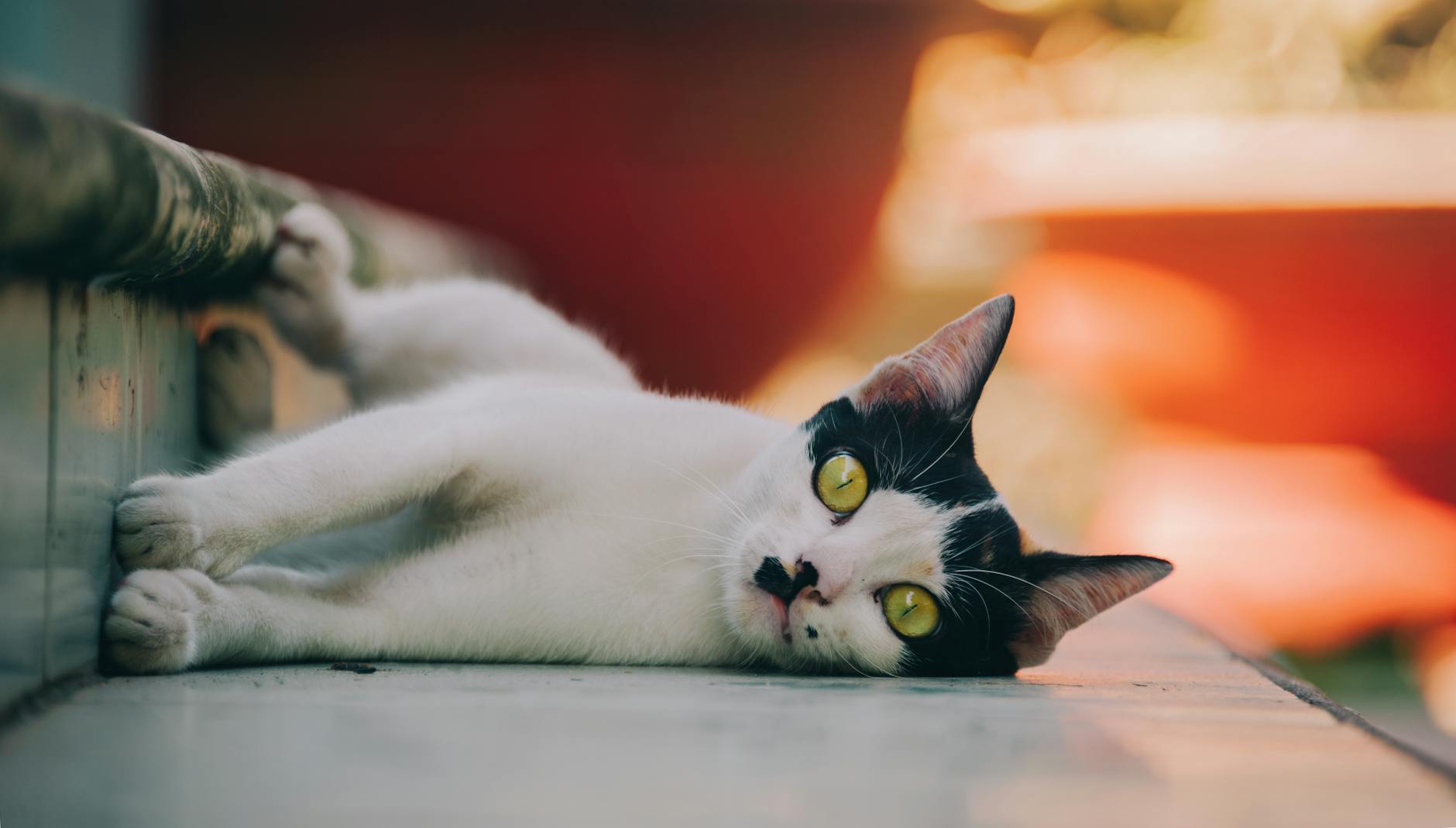 Happy Cat Relaxing