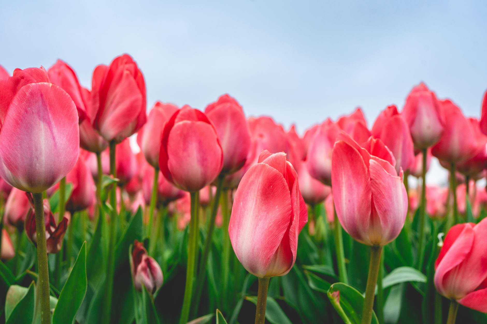 Pink tulips