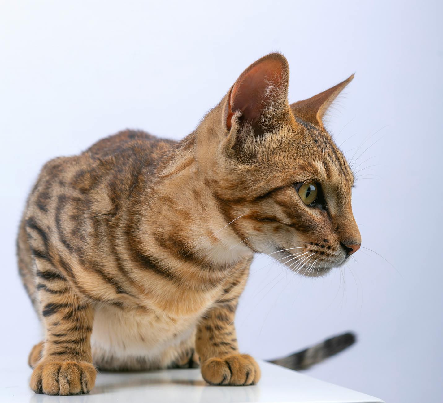 Bengal Cat Exotic Pet