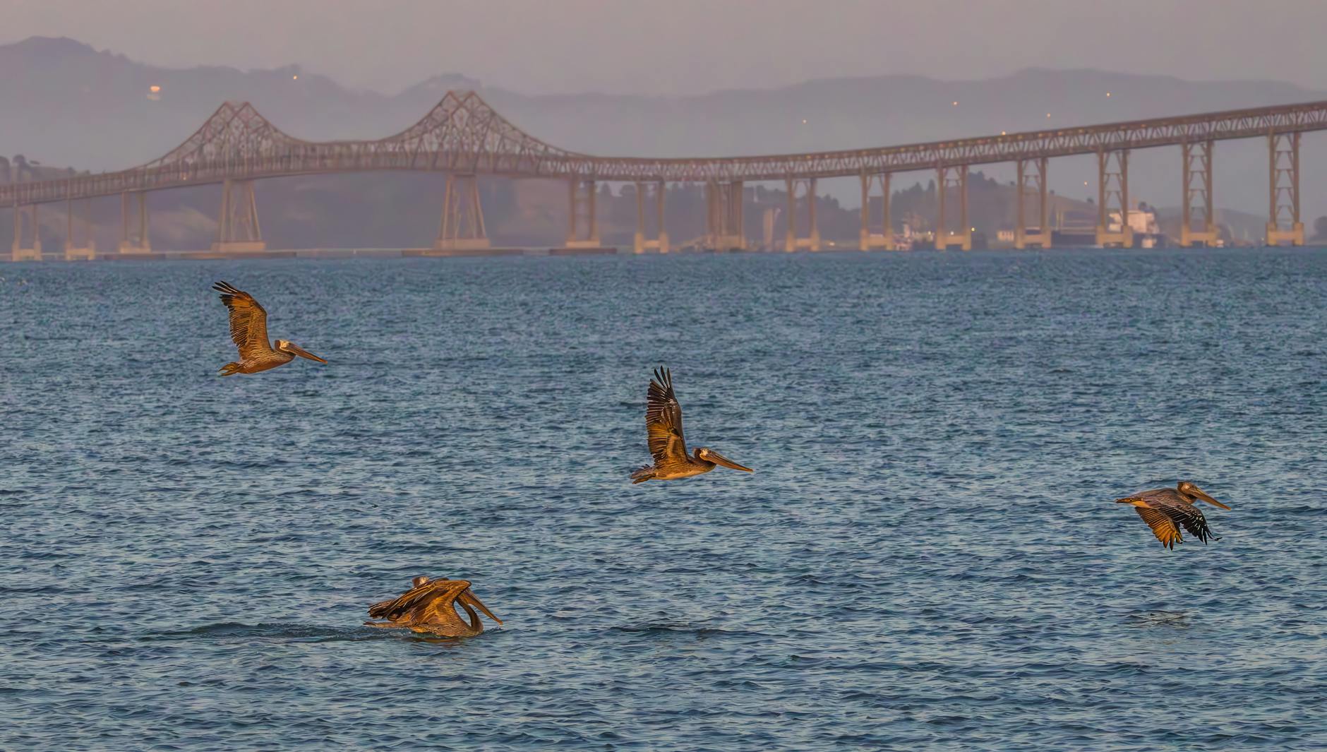 Red Triangle  Californian coastal region