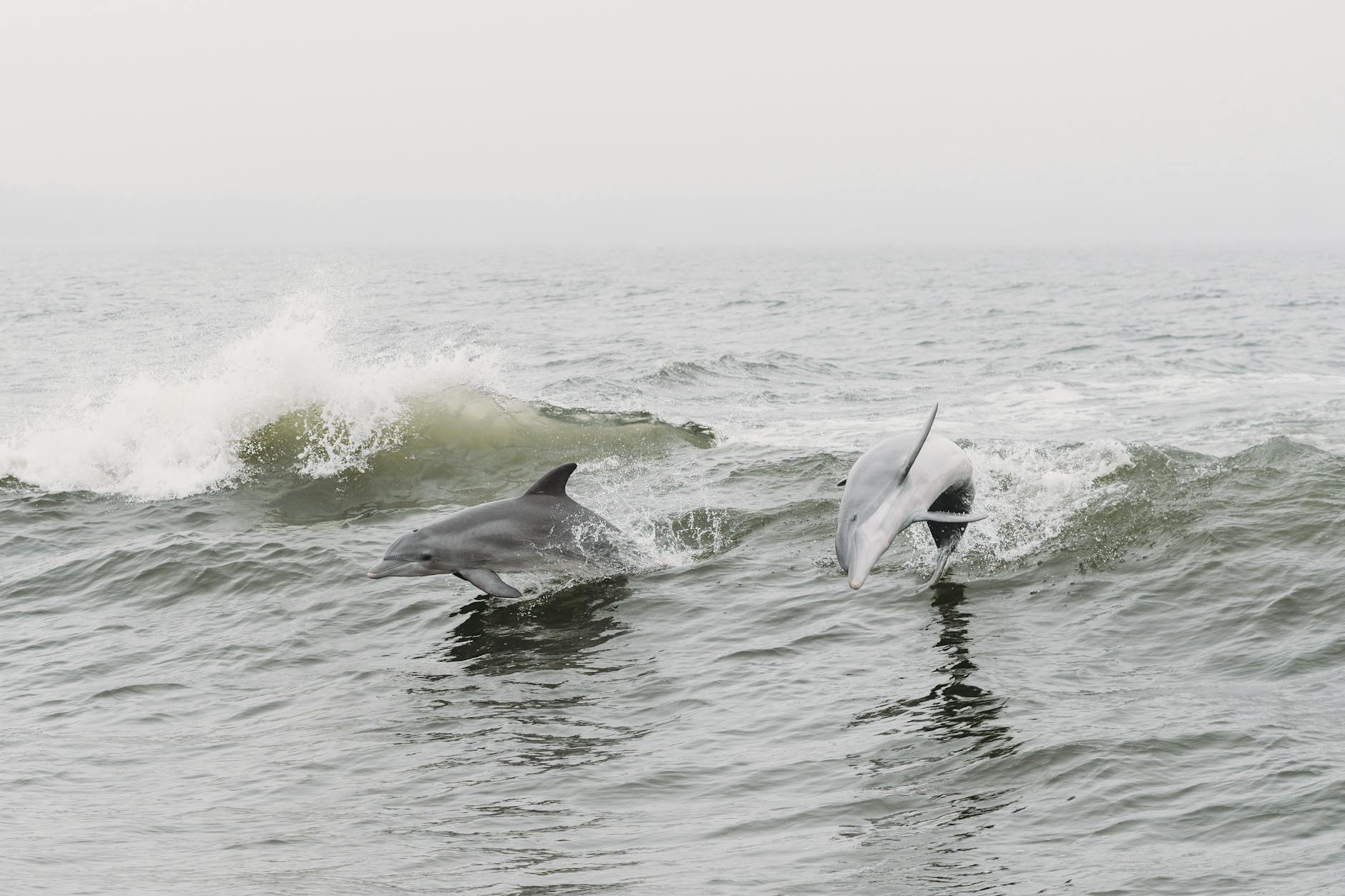 Bottlenose Dolphin Communication Social Behavior