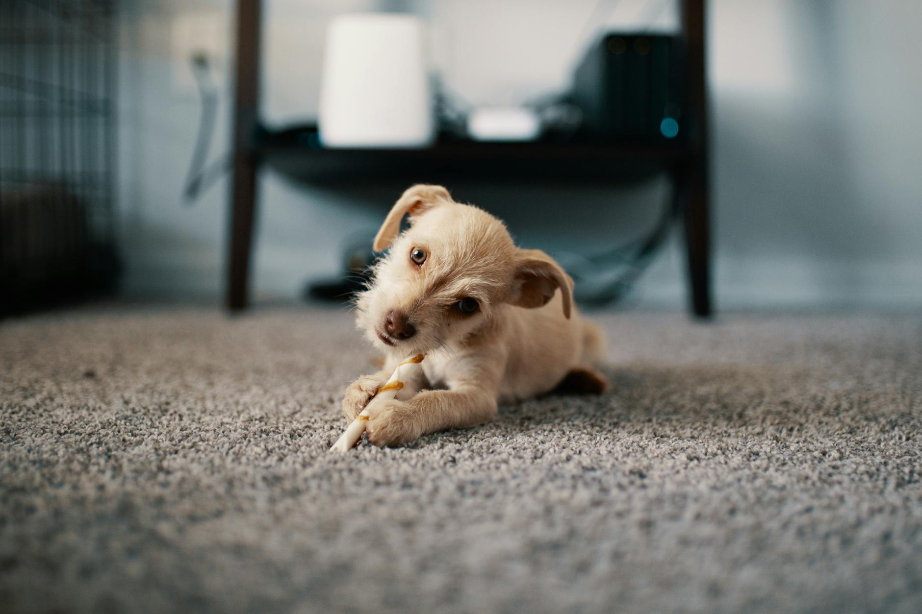 Dog Digging On Carpet