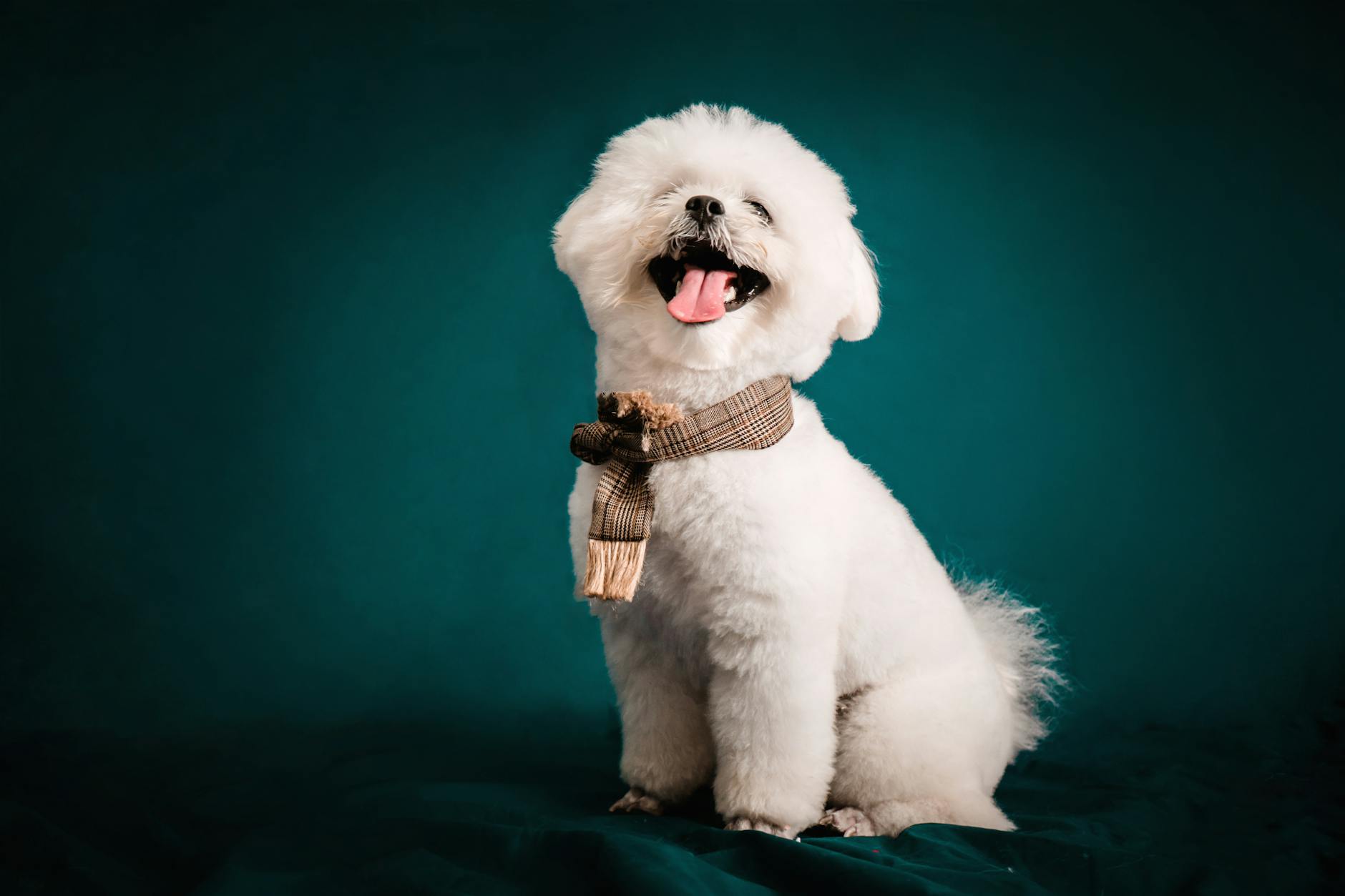 Bichon Frise Dog With Kids Playing In A Home Setting