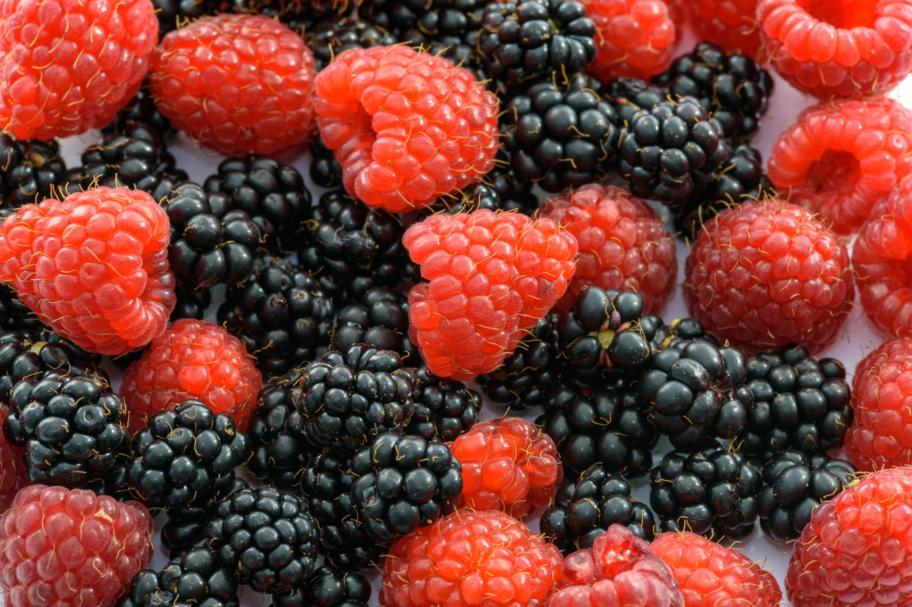 Blackberries Brain Health Antioxidants
