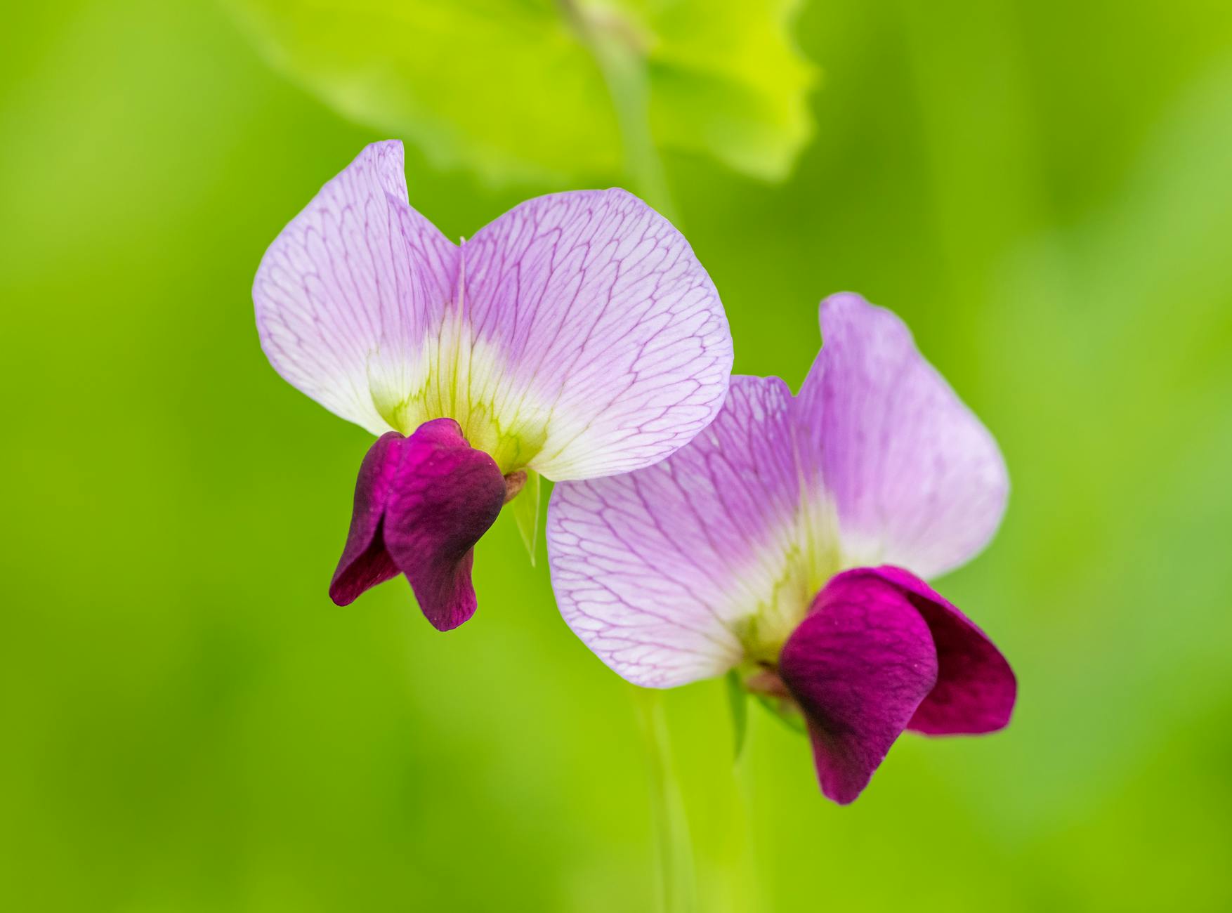 Sweet Peas Flowers