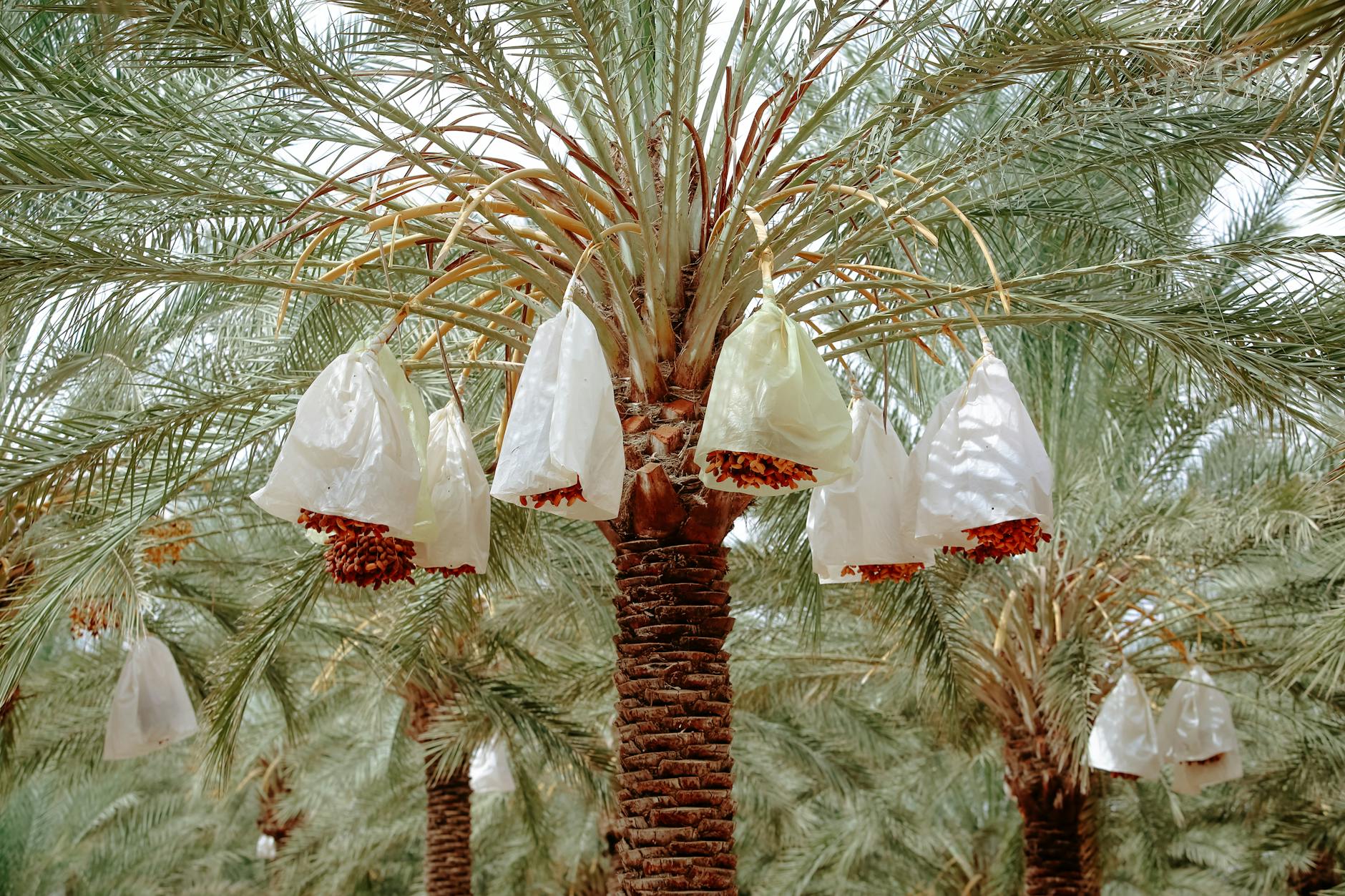 Date Palm Vastu Shastra Bad Luck