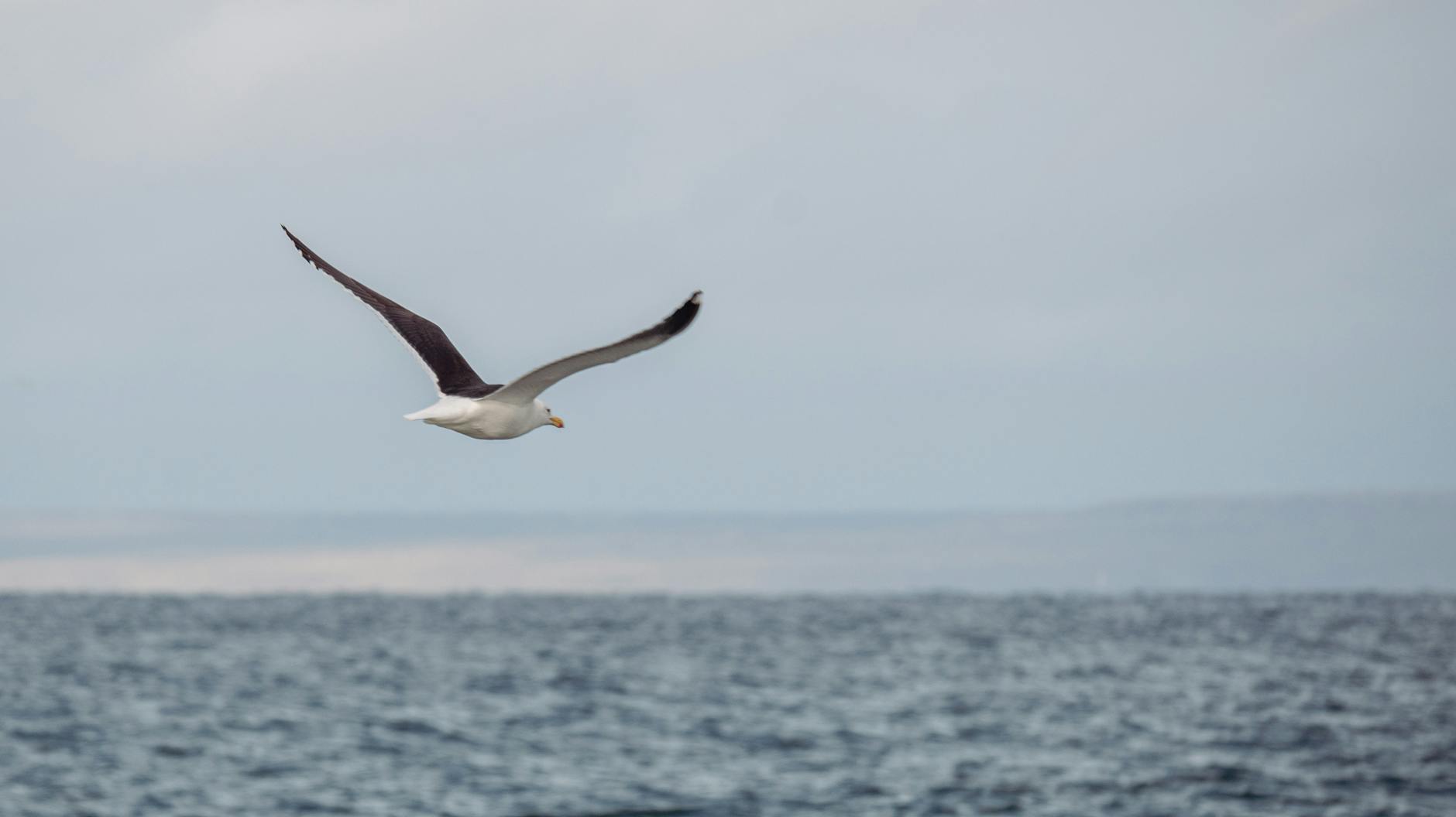 Laysan Albatross Long Lifespan Seabird Flying Over Ocean