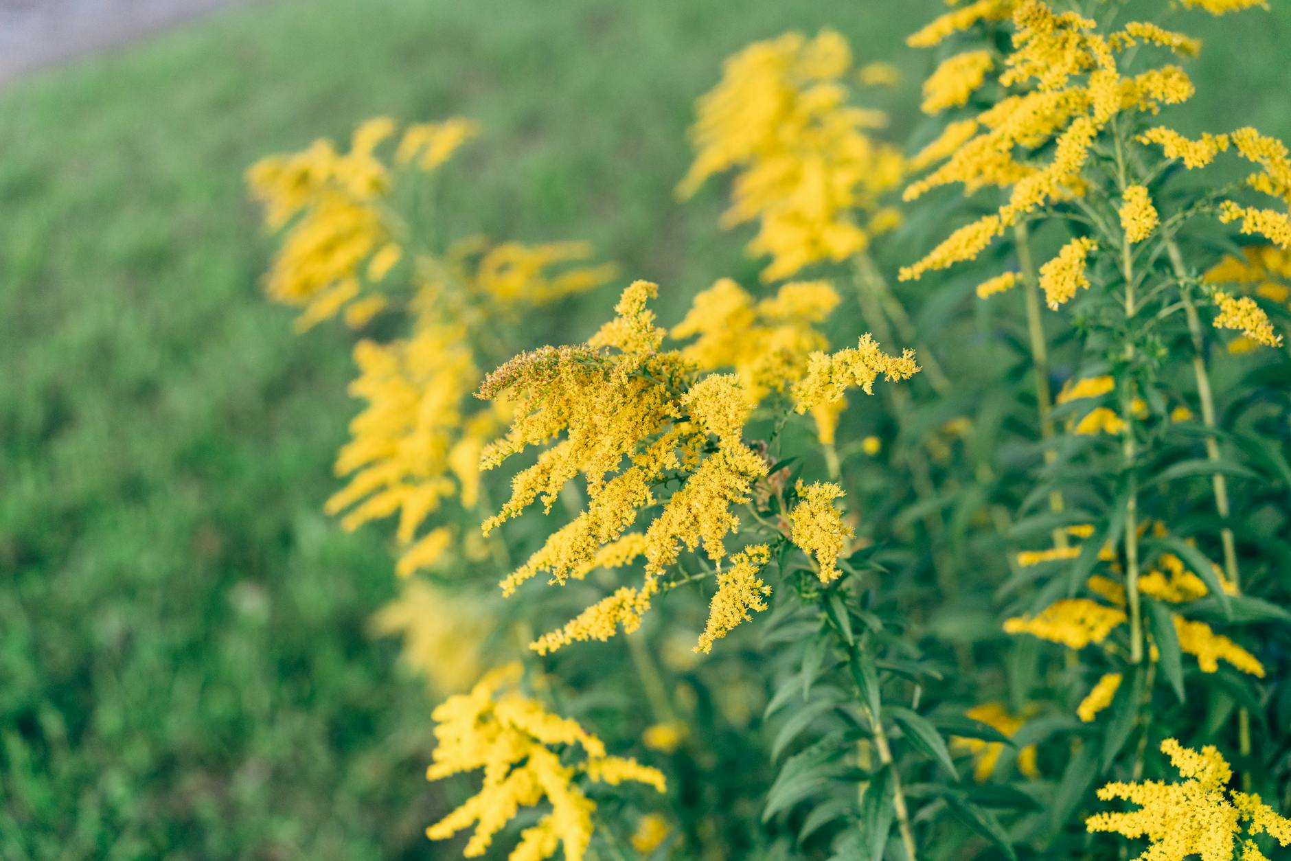 Goldenrod Flower