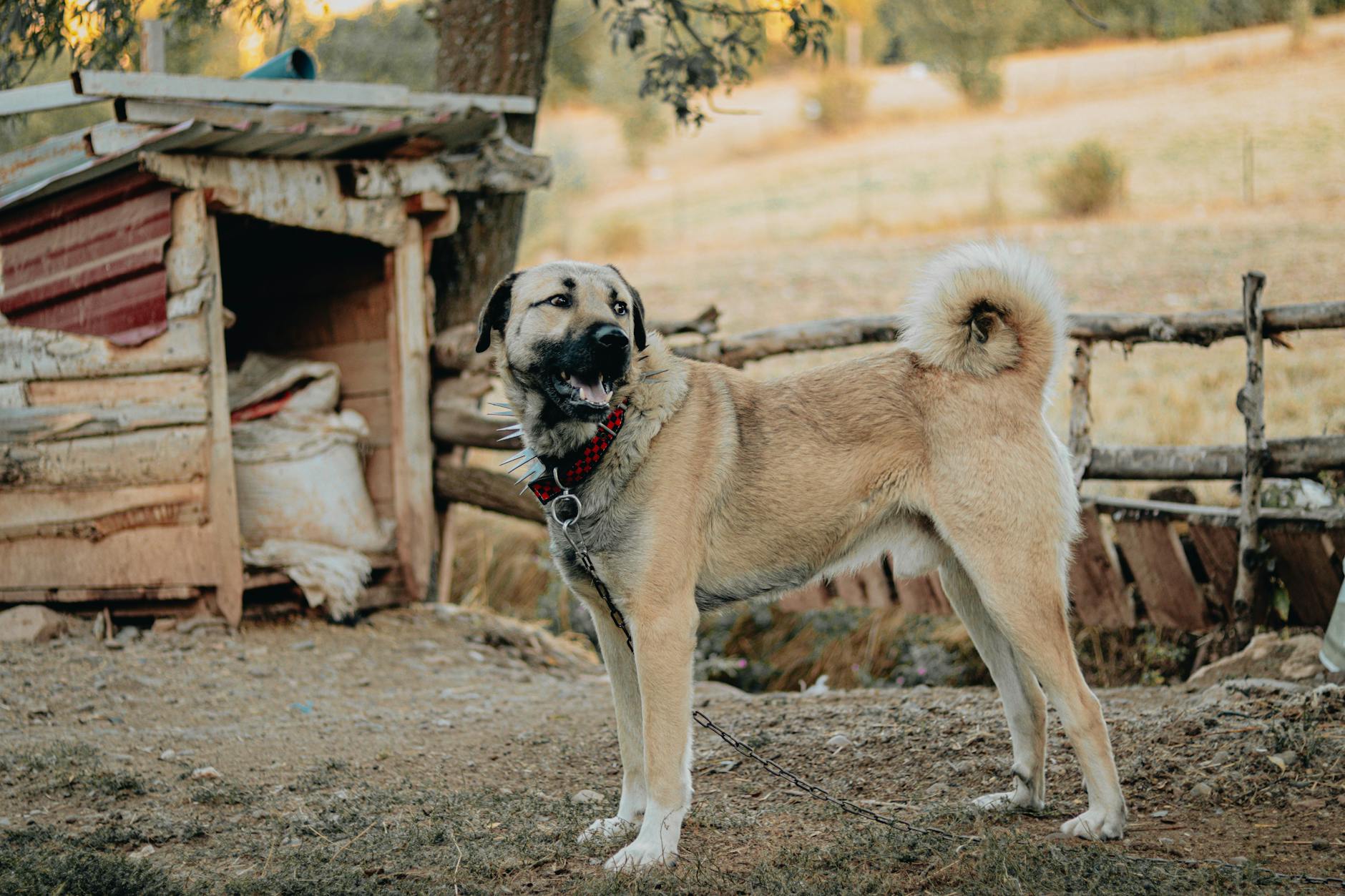 Kangal Dog Breed Strong Bite Force Livestock Guardian