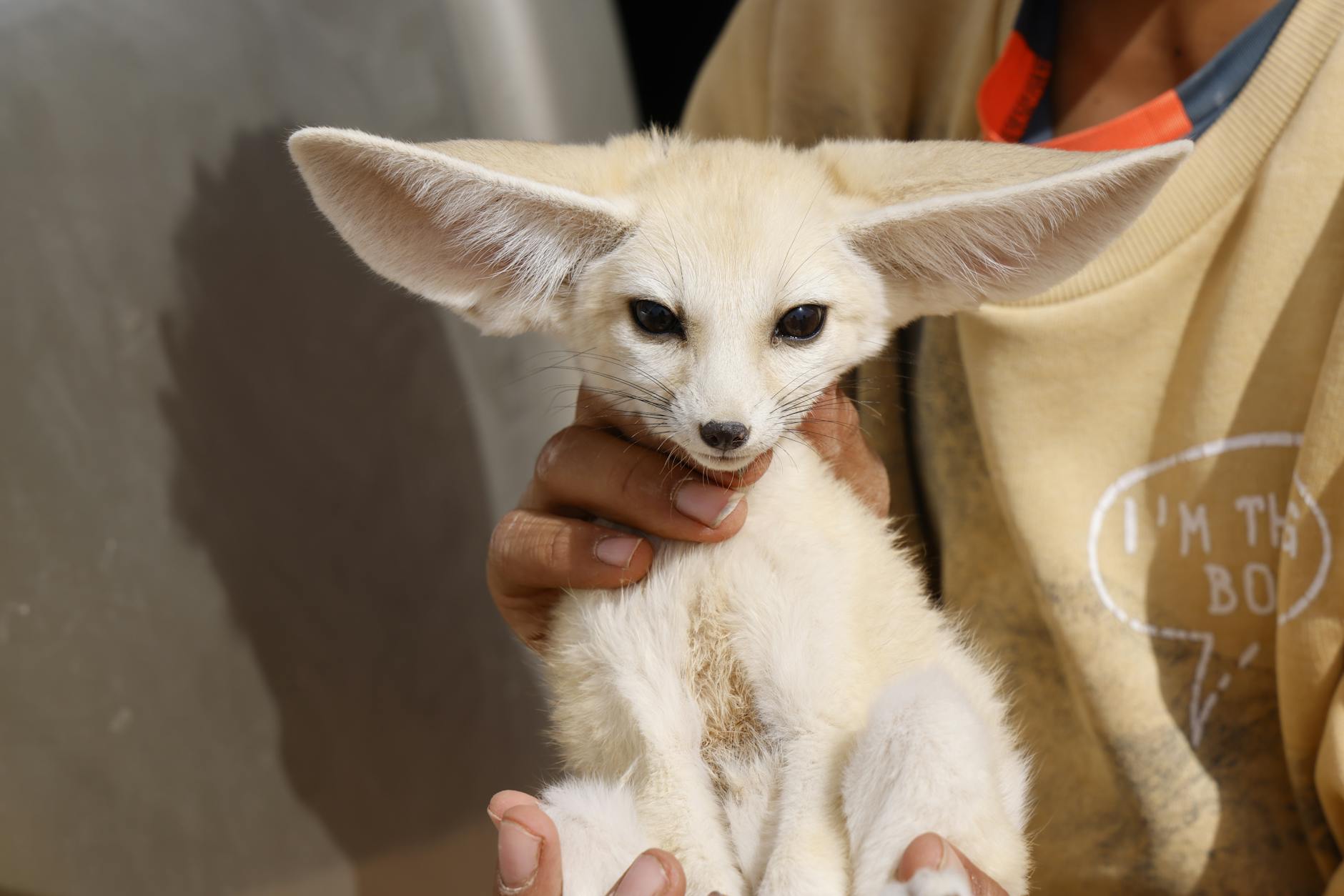 Bengal Fox Exotic Pet