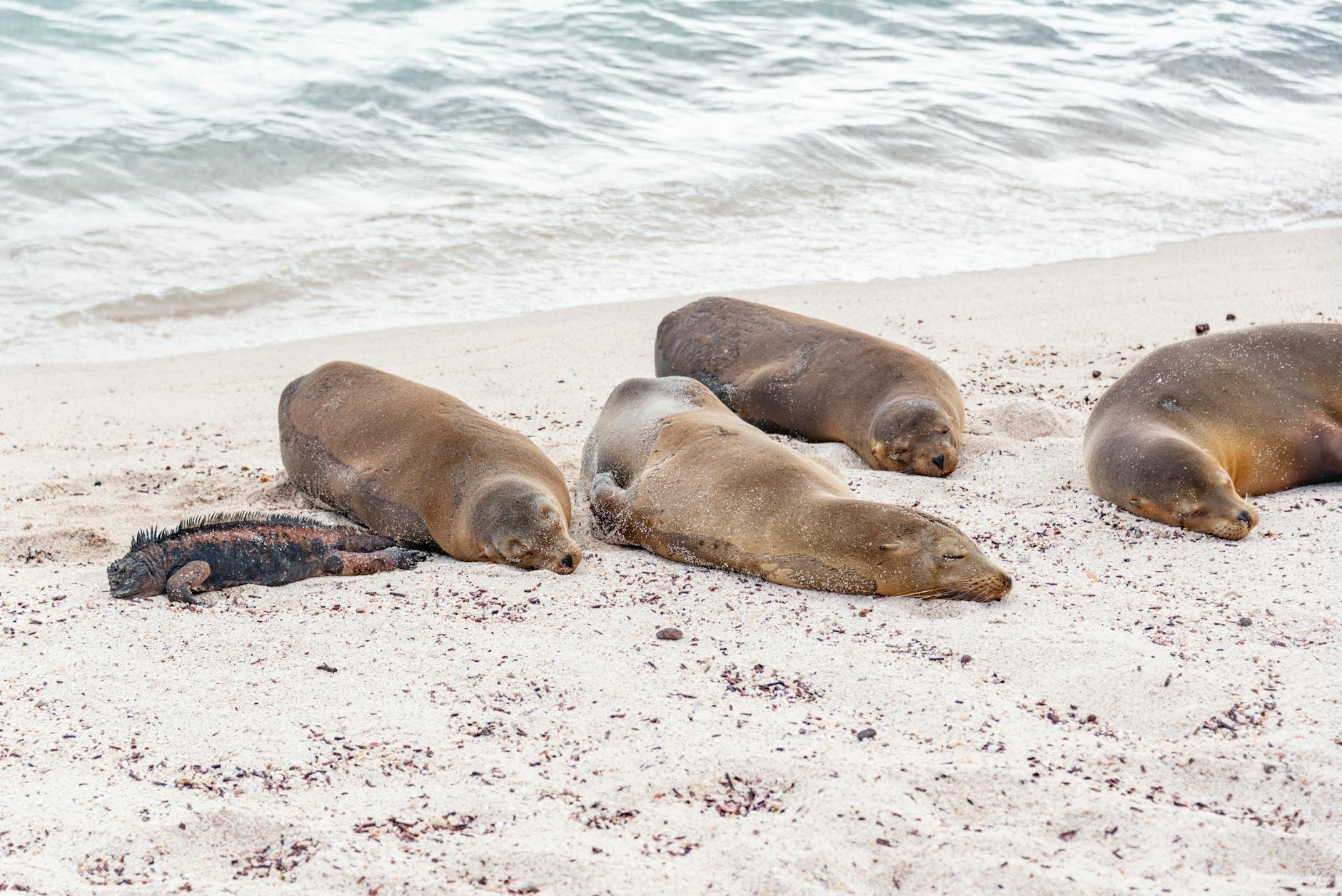 Galapagos Islands Giant Tortoises Marine Iguanas Tortuga Bay Sea Lions