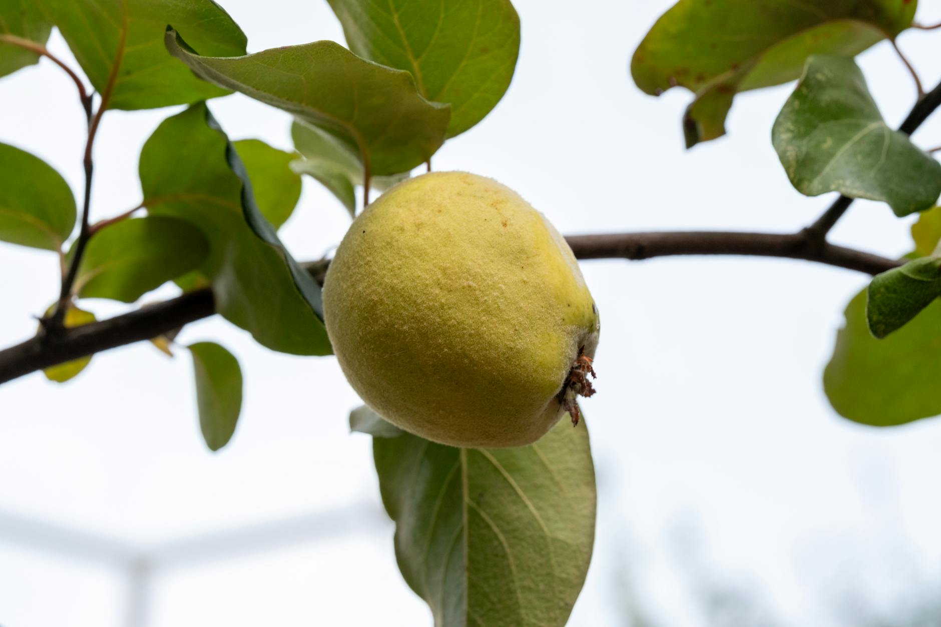 Quince Fruit