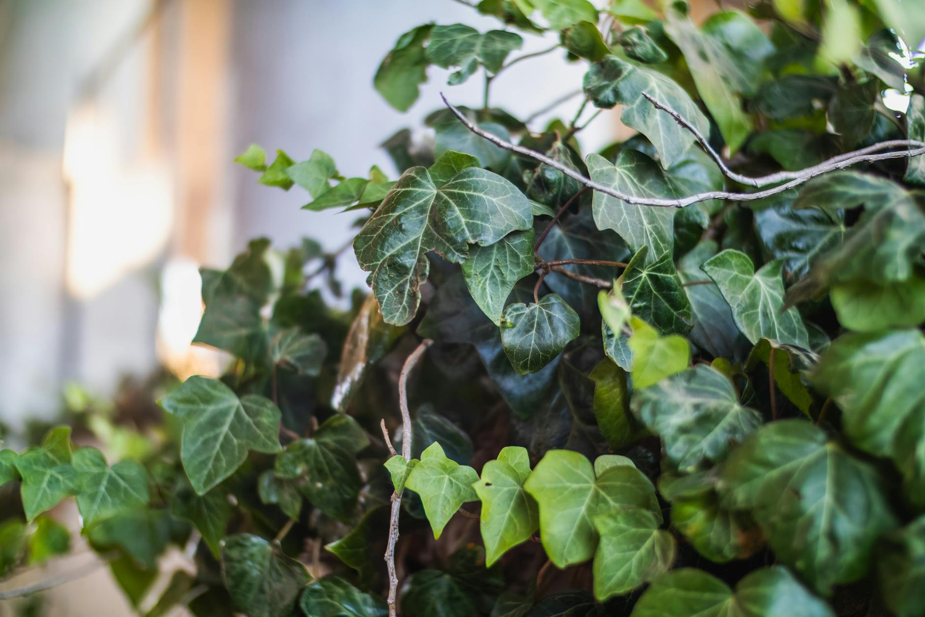 English Ivy Hedera Helix Low Light Indoor Plant