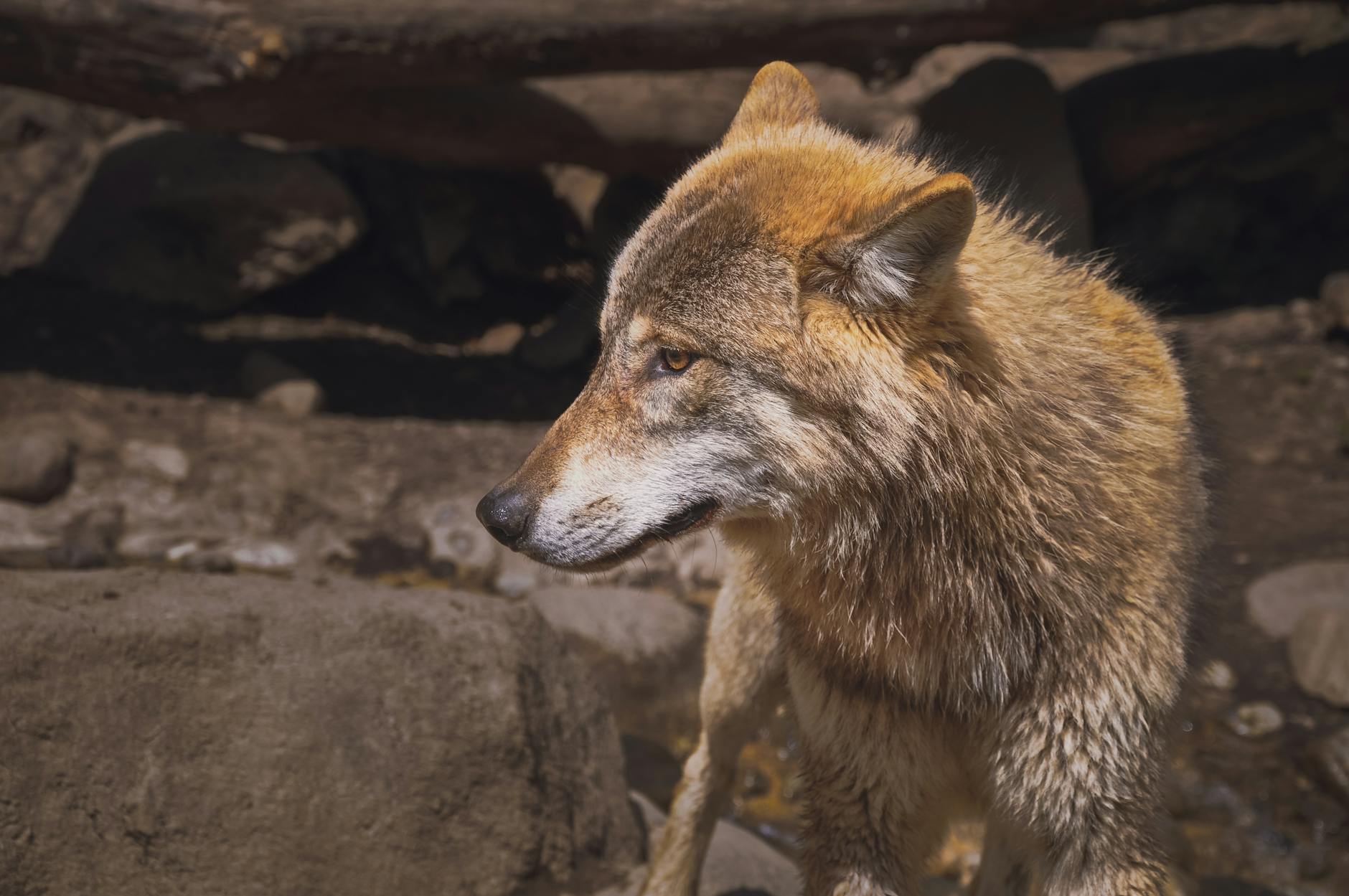 Red Wolf Conservation Extinction Threat