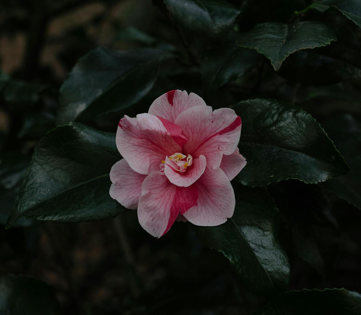 Camellias Flowers