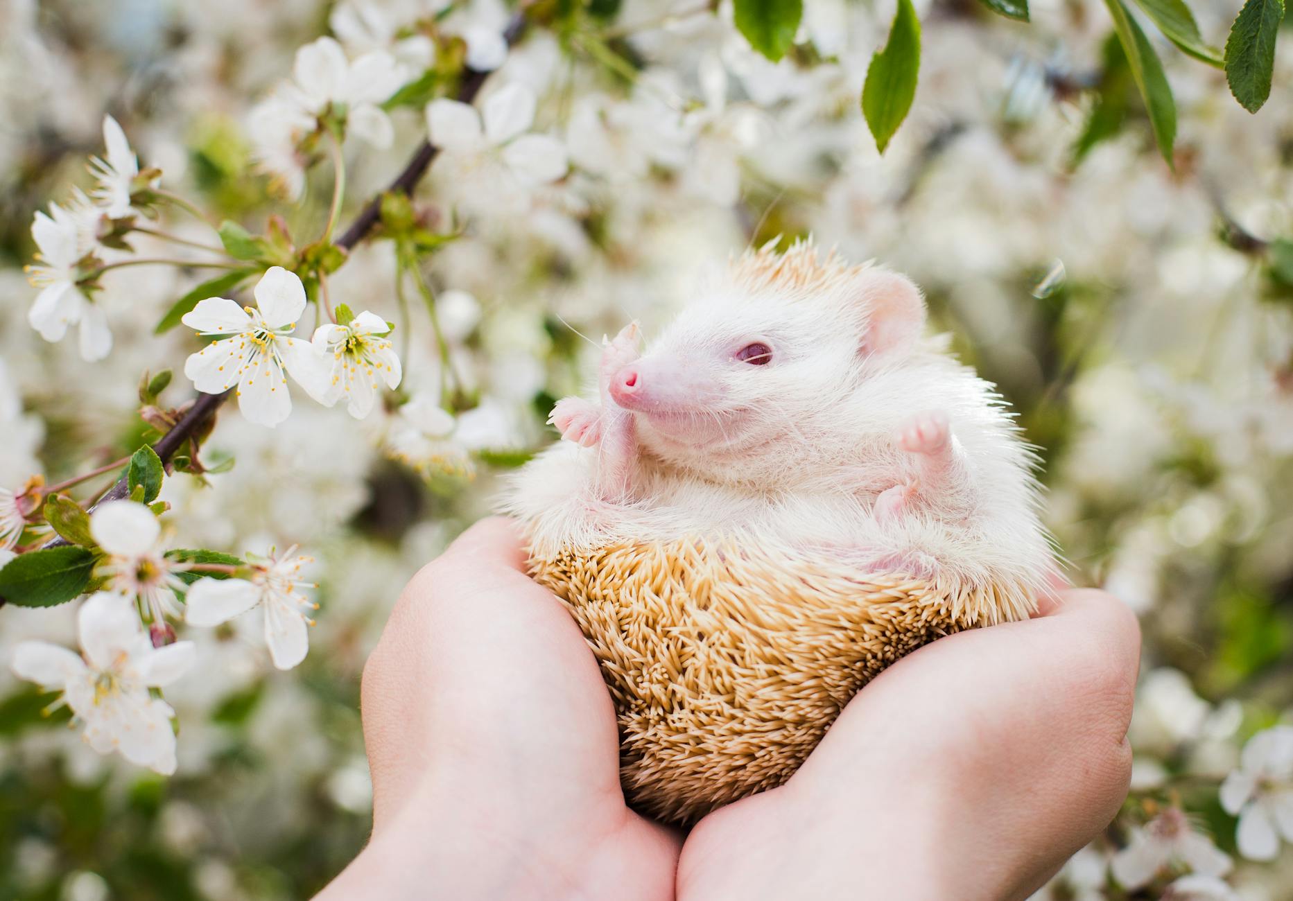 African Pygmy Hedgehog Pet Care