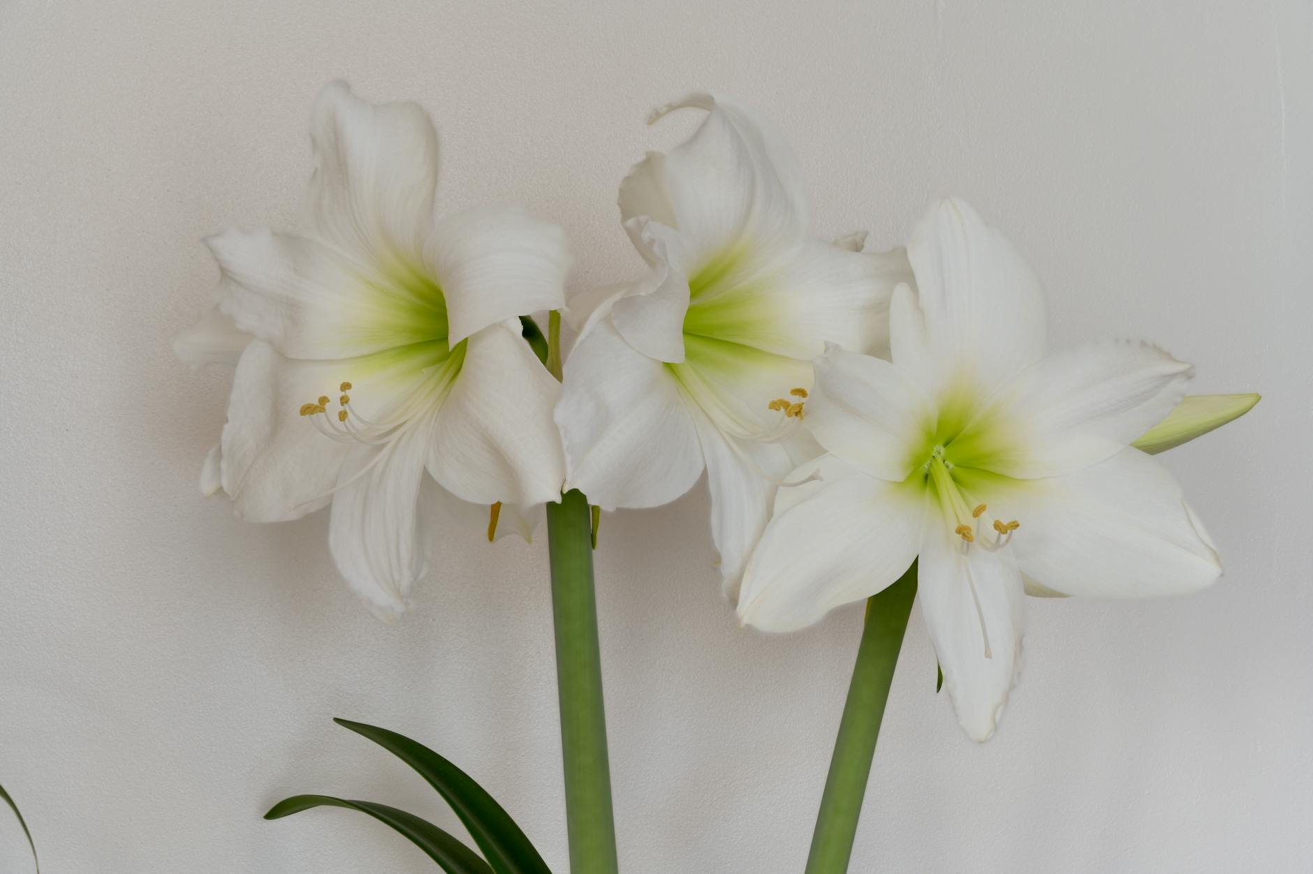 Toxic Plants For Pets Amaryllis