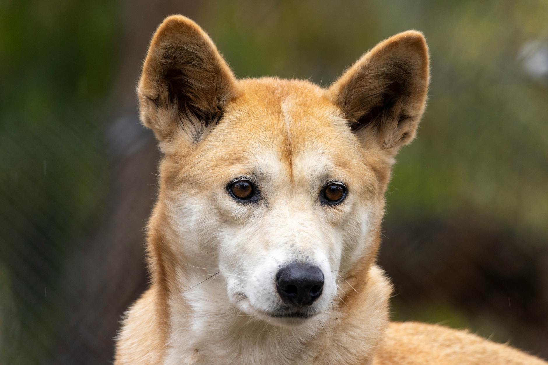 Dingo Wild Dog Australia Apex Predator