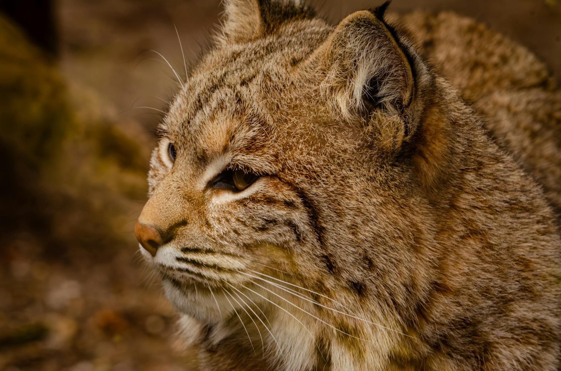 Bobcat Exotic Pet Legal Ownership
