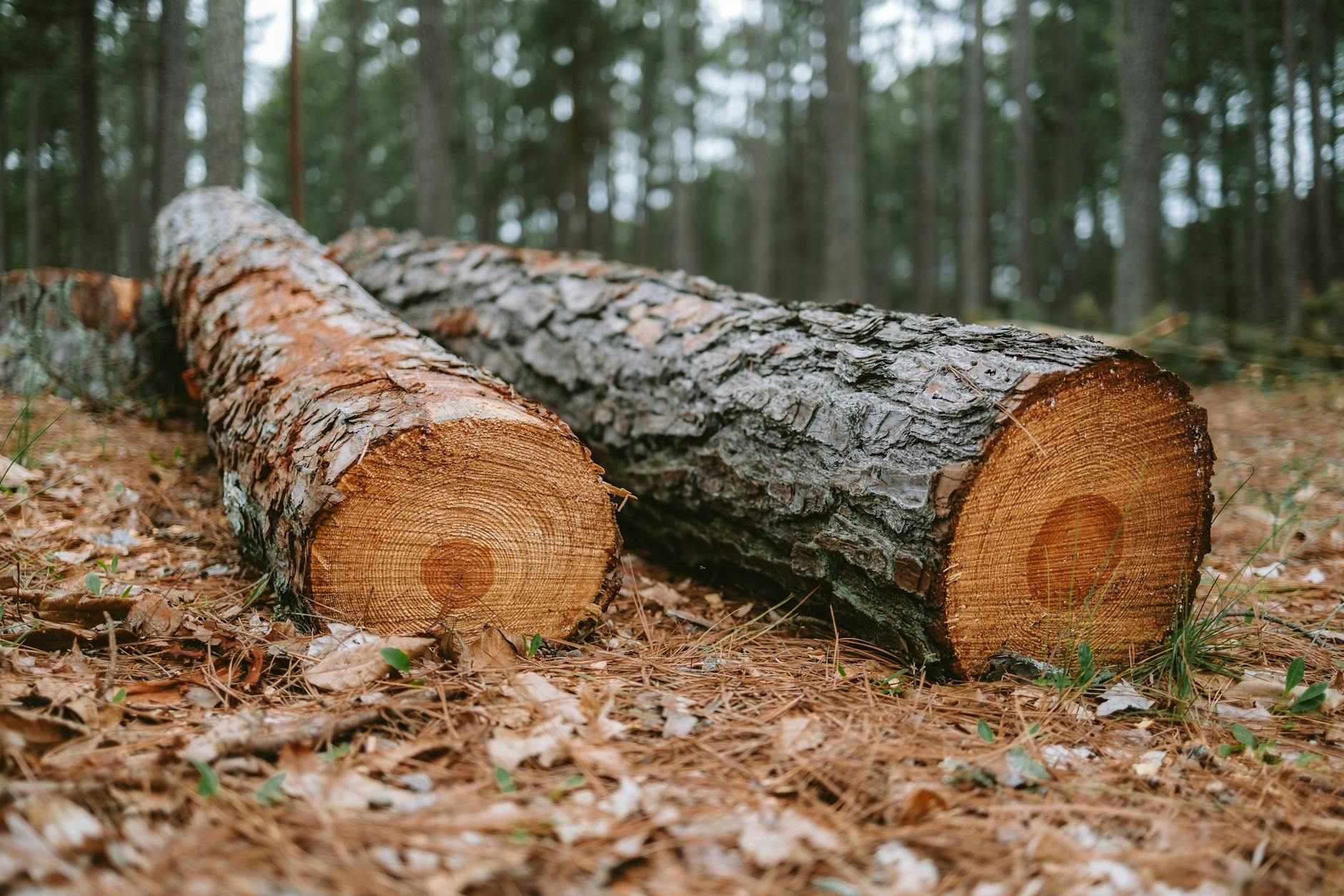 Person Cutting Down Tree