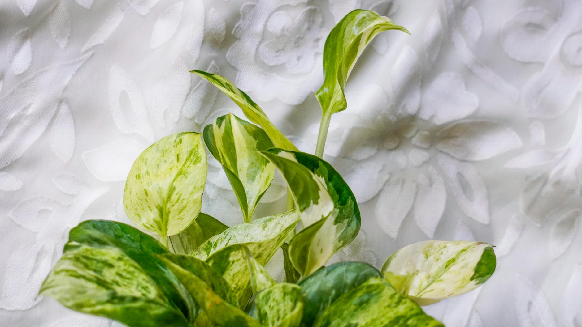 Golden Pothos Indoor Plant Heart-shaped Leaves Yellow Variegation