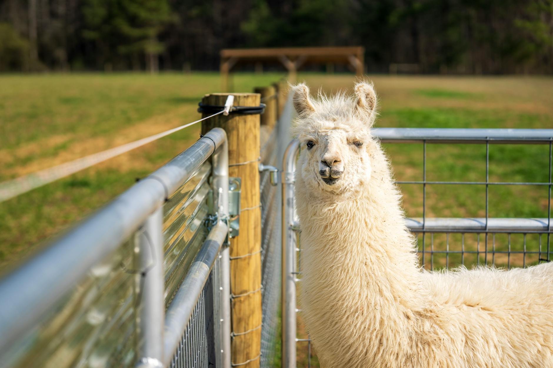 Llama Pet Care
