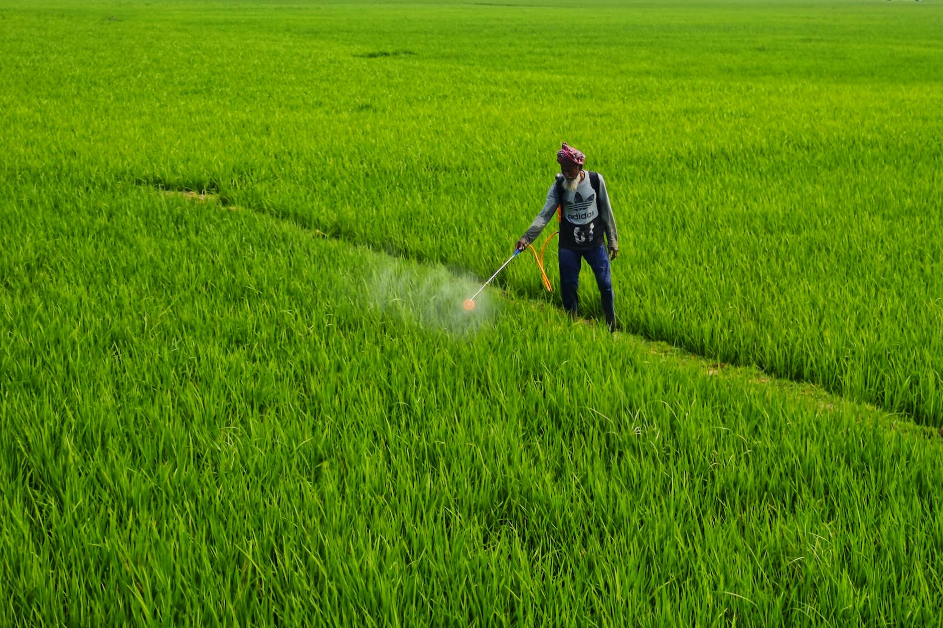 Cornfield With Herbicide