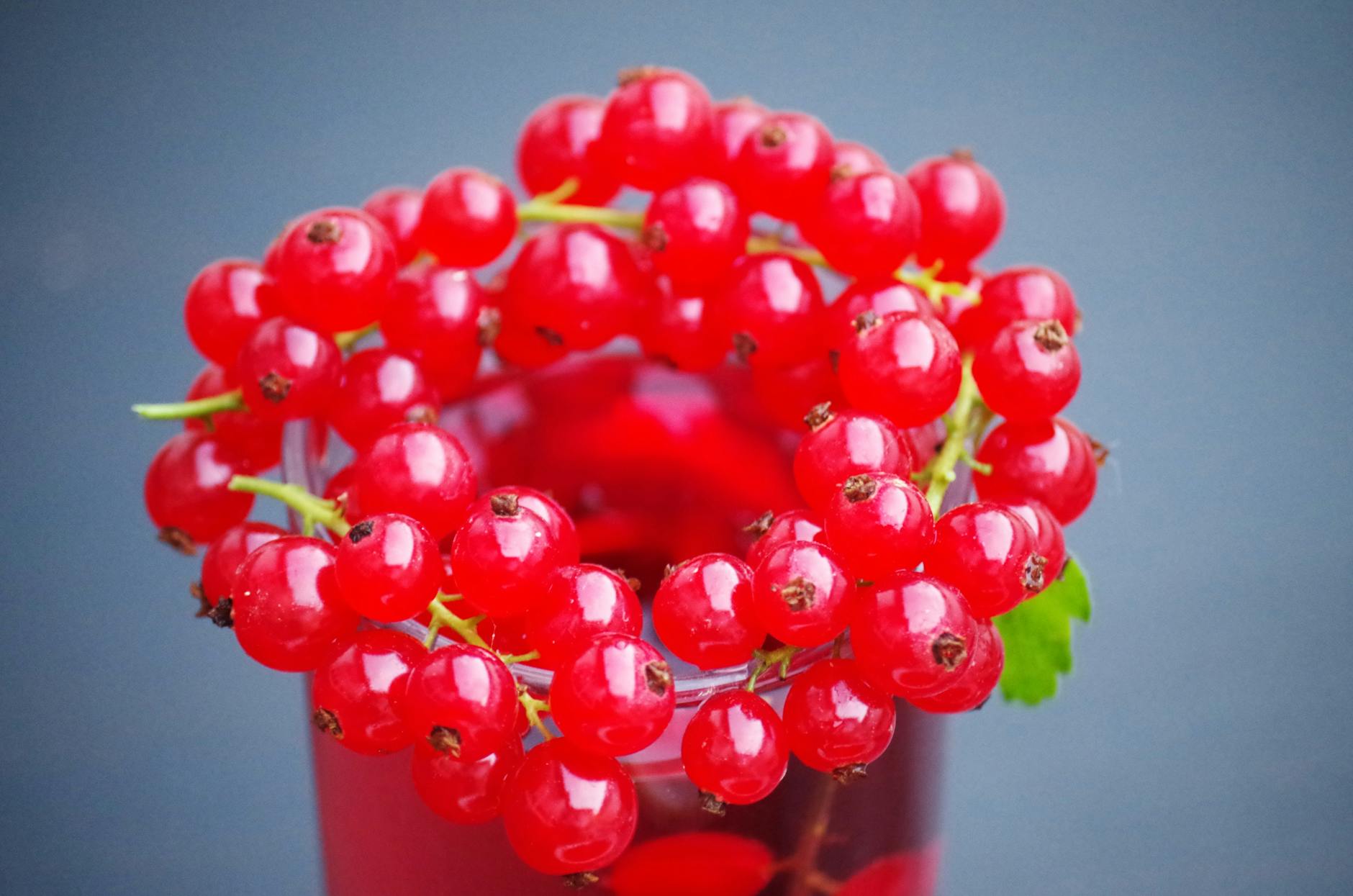 Cranberries Superfood Immune System Antioxidants