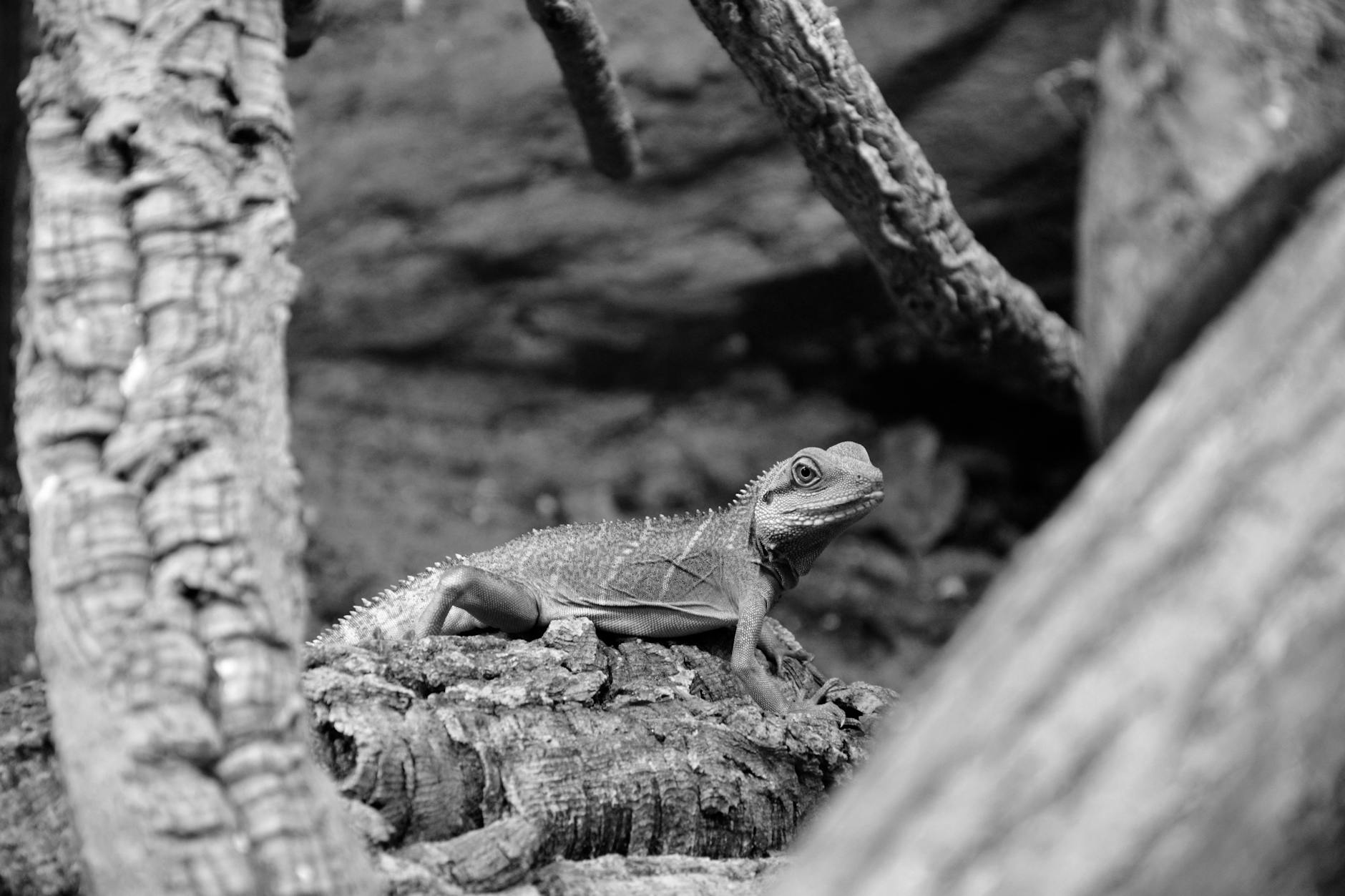 Tuatara Reptile New Zealand Long Lifespan