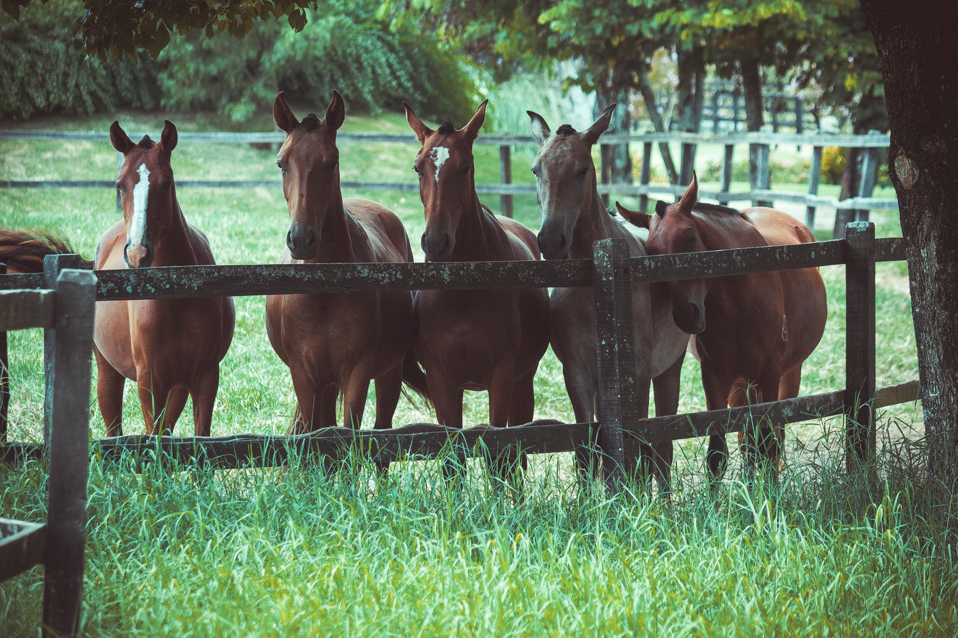 Social Horses Herd Bonding Mutual Grooming